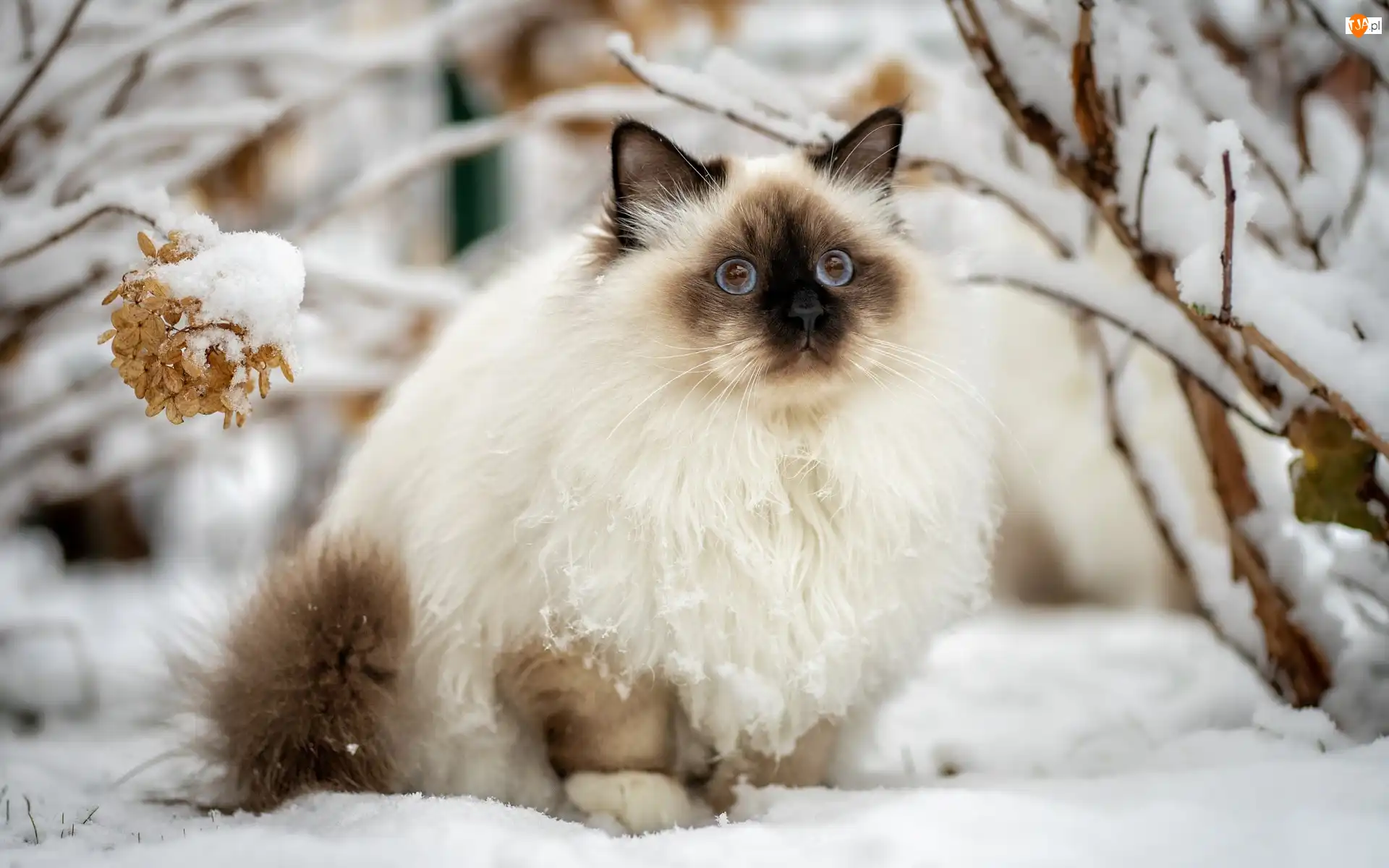 Śnieg, Zima, Ragdoll, Kot, Gałęzie