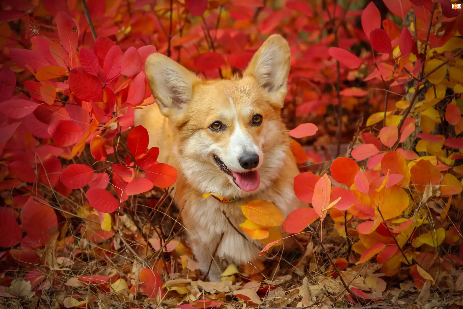 Krzewy, Liście, Welsh corgi pembroke, Pies, Czerwone