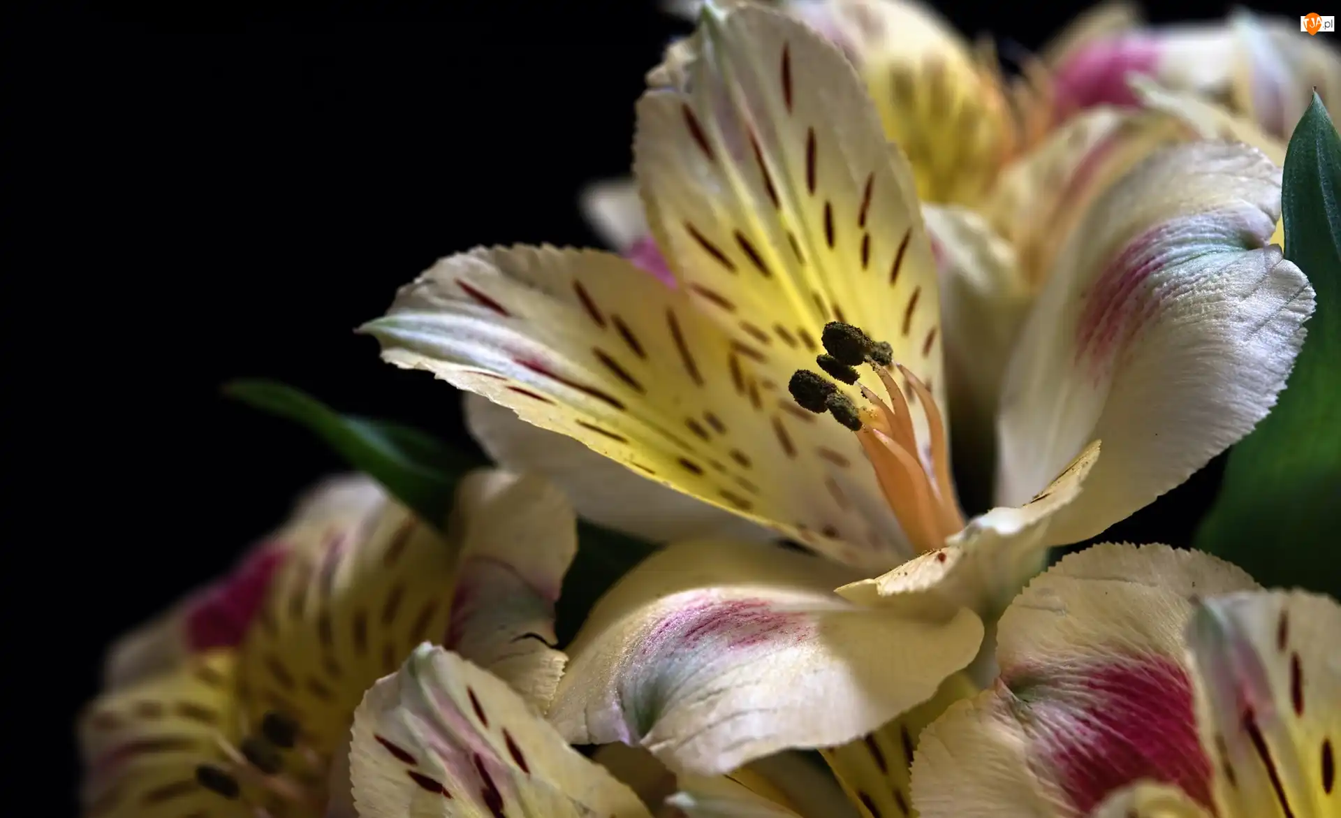 Czarne tło, Alstroemeria, Kwiaty