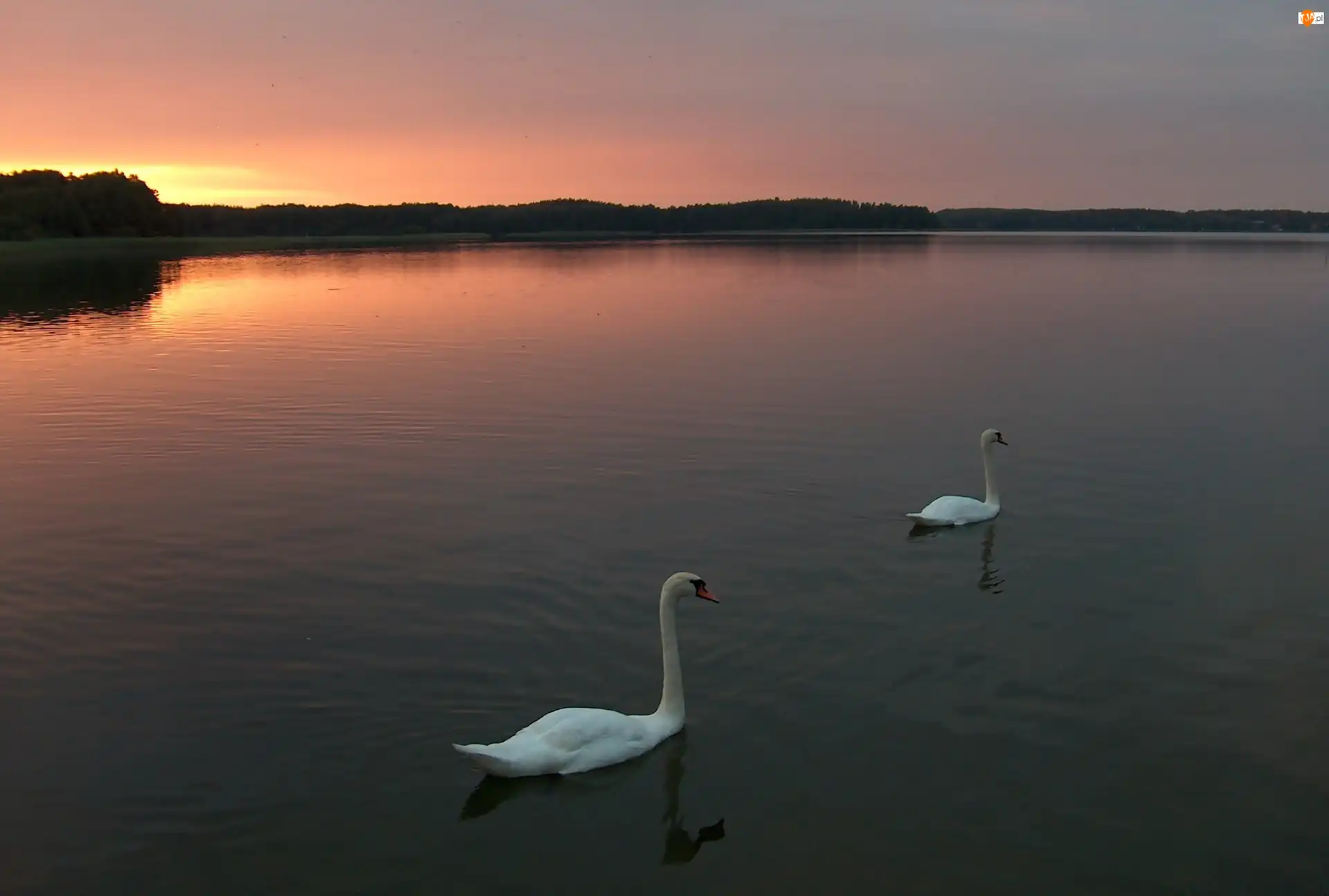 Łabędzie, Jezioro, Zachód, Słońca