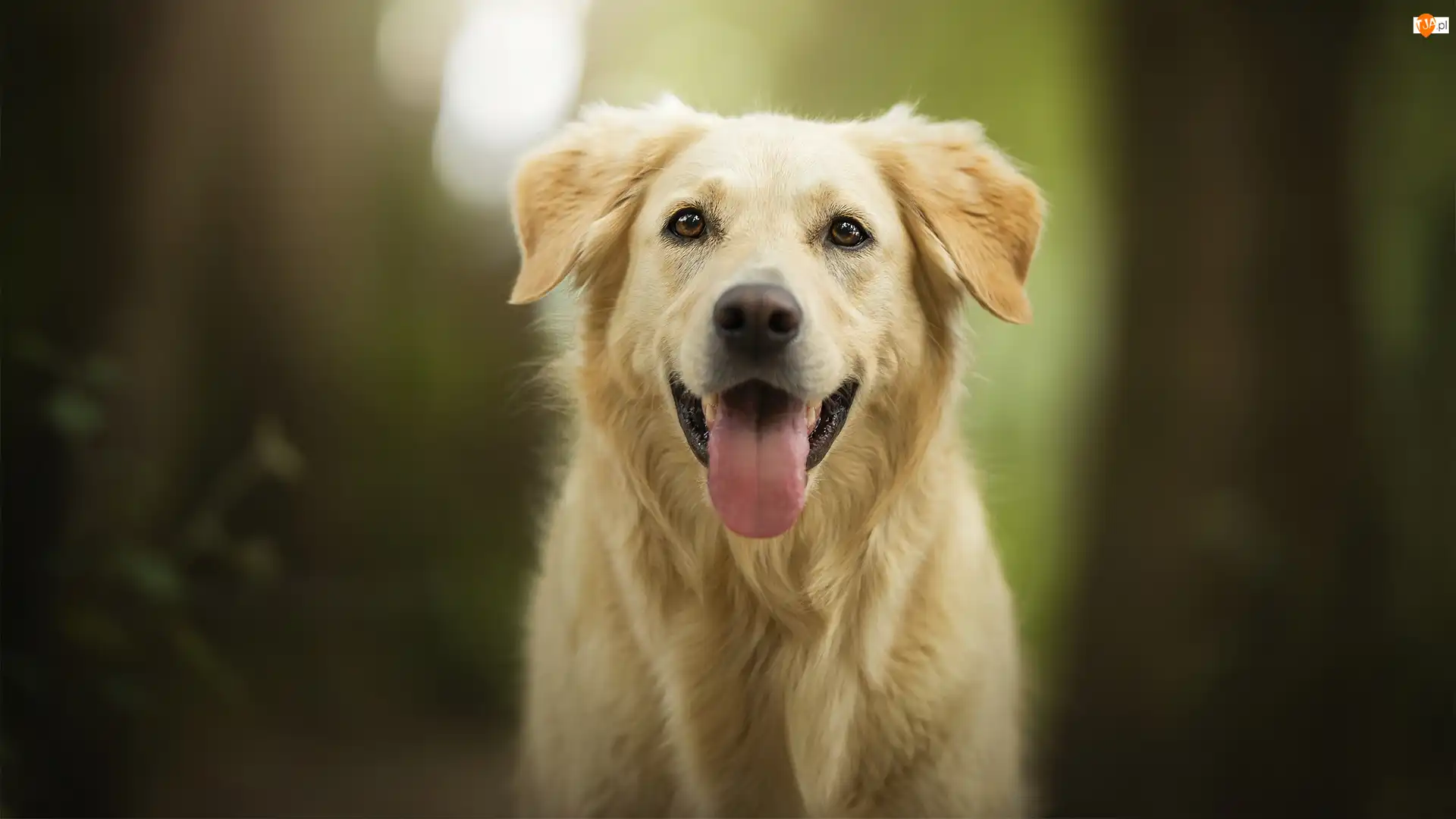 Język, Pies, Golden retriever, Mordka