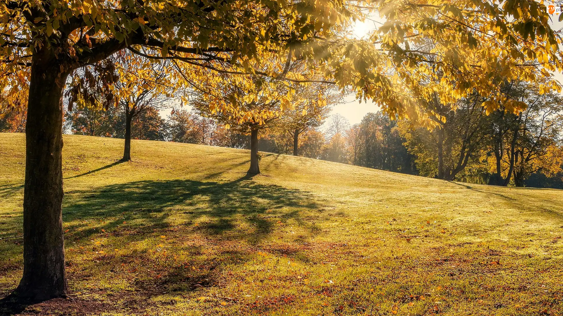 Słońce, Jesień, Park, Drzewa