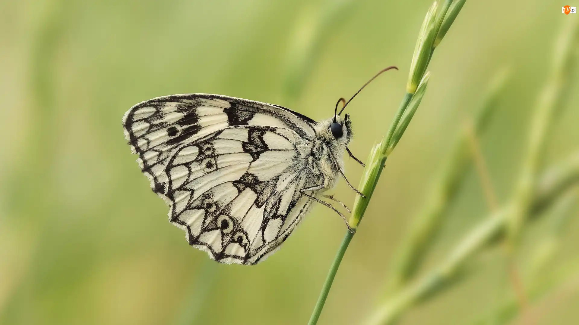 Roślinka, Motyl, Polowiec szachownica