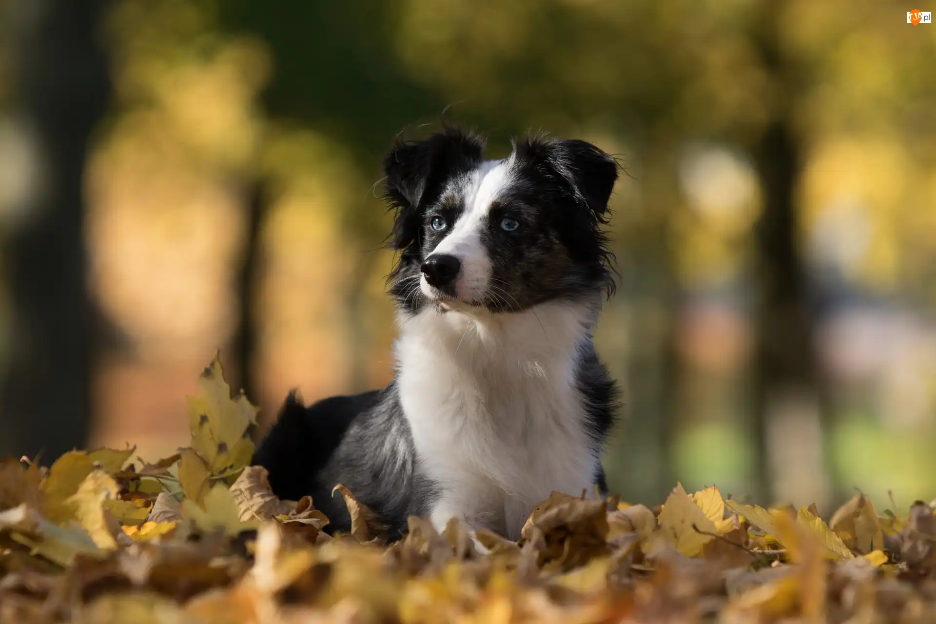 Liście, Owczarek australijski-australian shepherd