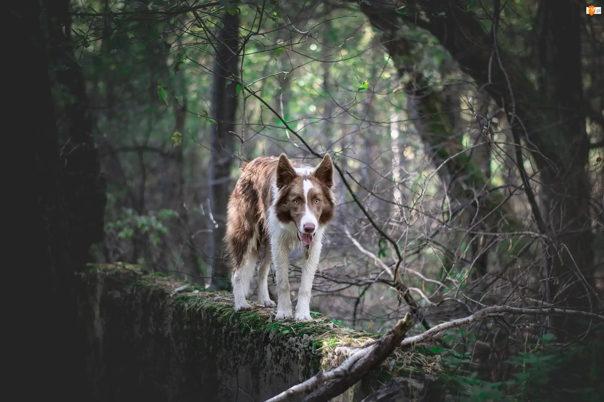 Brązowo-biały, Murek, Border collie, Pies, Drzewa