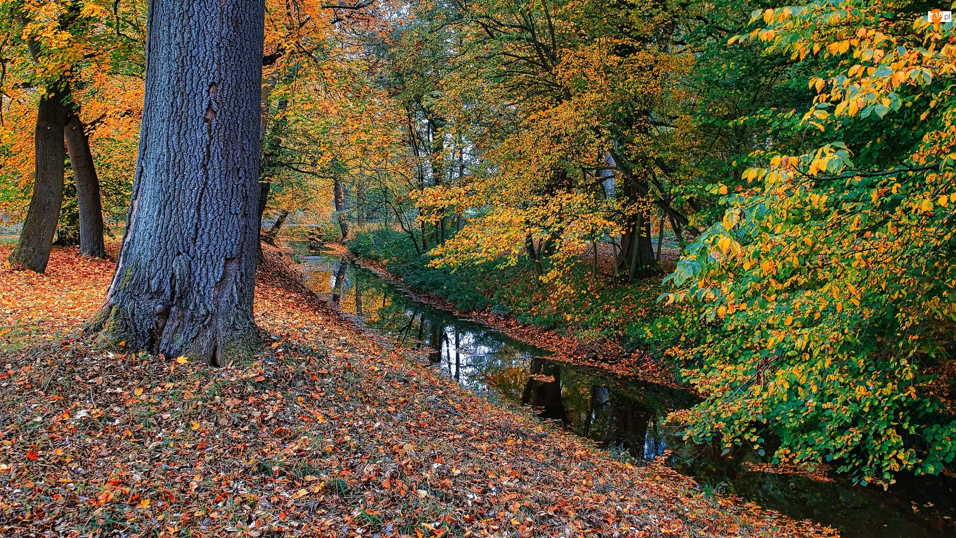 Jesień, Park, Rzeczka, Liście, Drzewo, Kolorowe