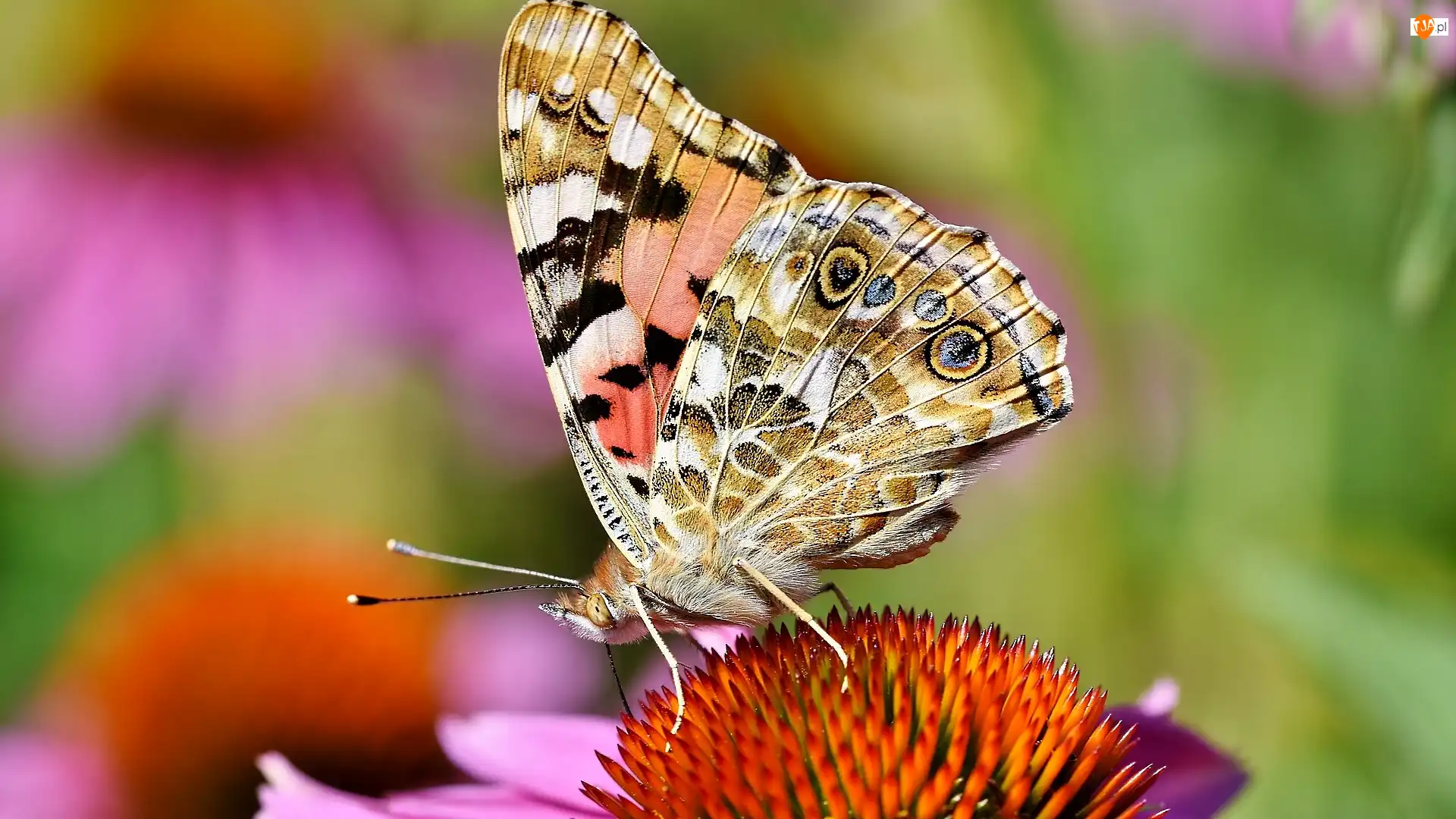 Rusałka osetnik, Kwiat, Jeżówka, Motyl