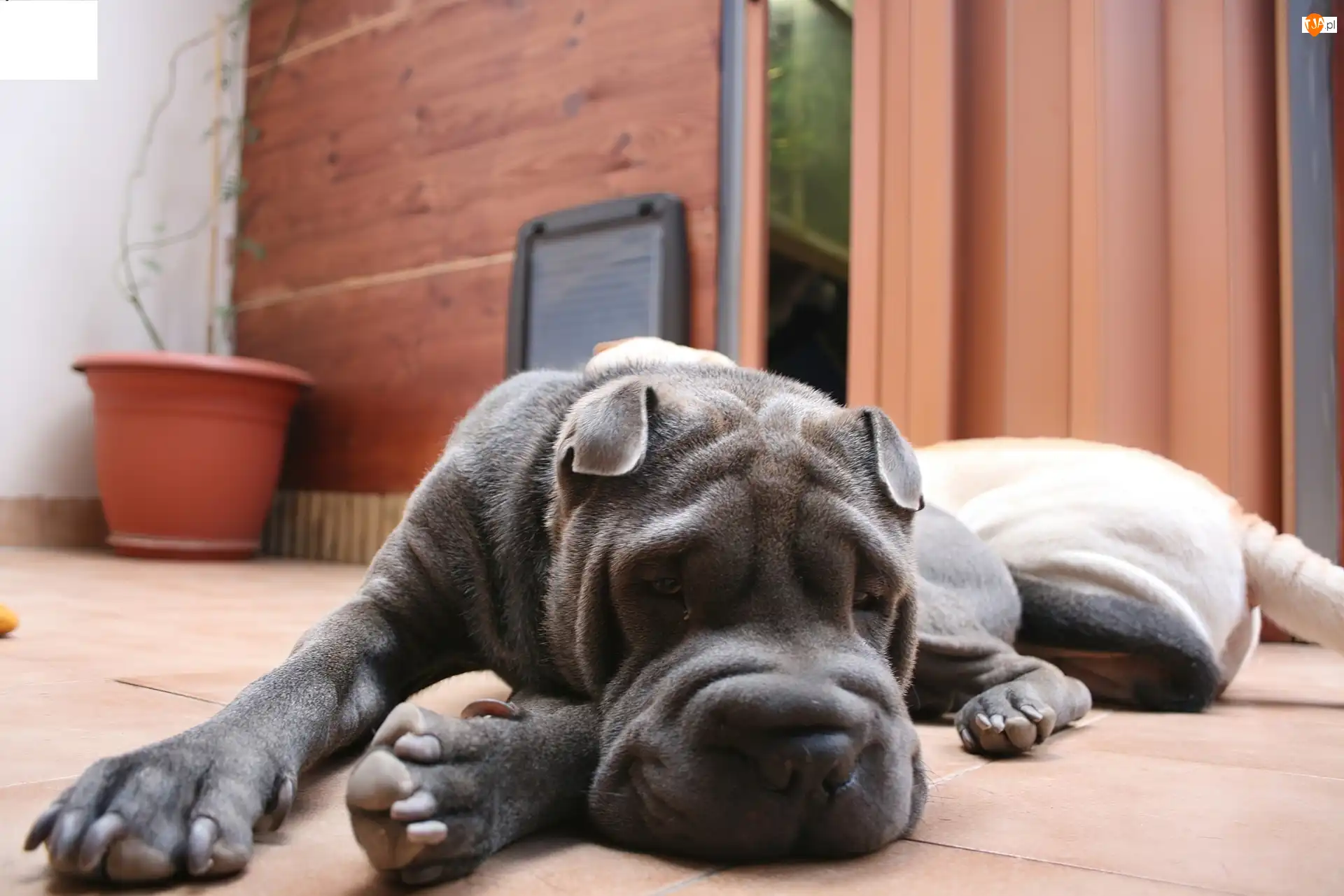 Podłoga, Pies, Shar, Pei