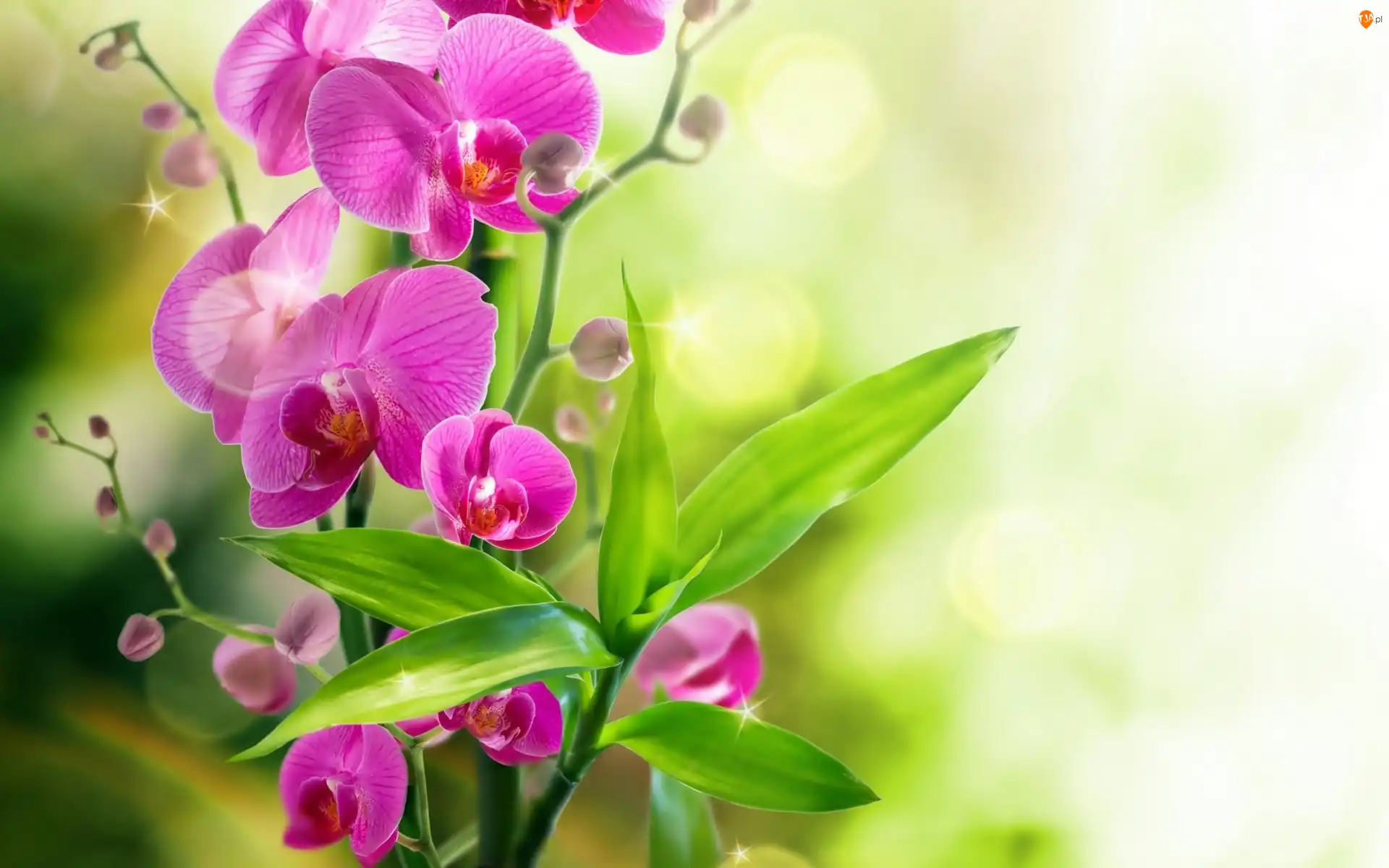 Liście, Orchidea, Kwiaty