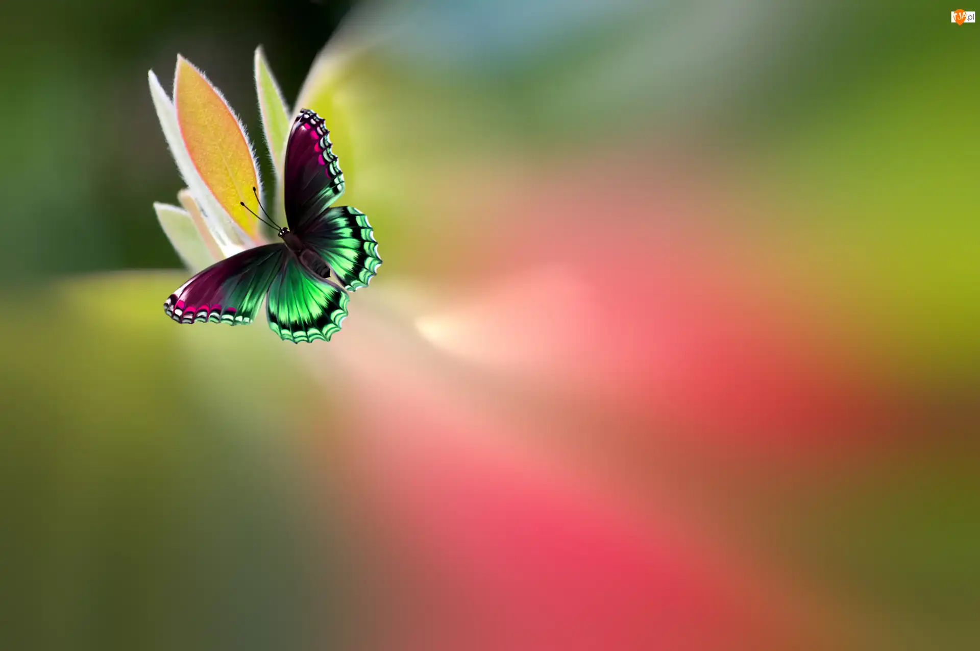 Rozmycie, Motyl, Kwiat