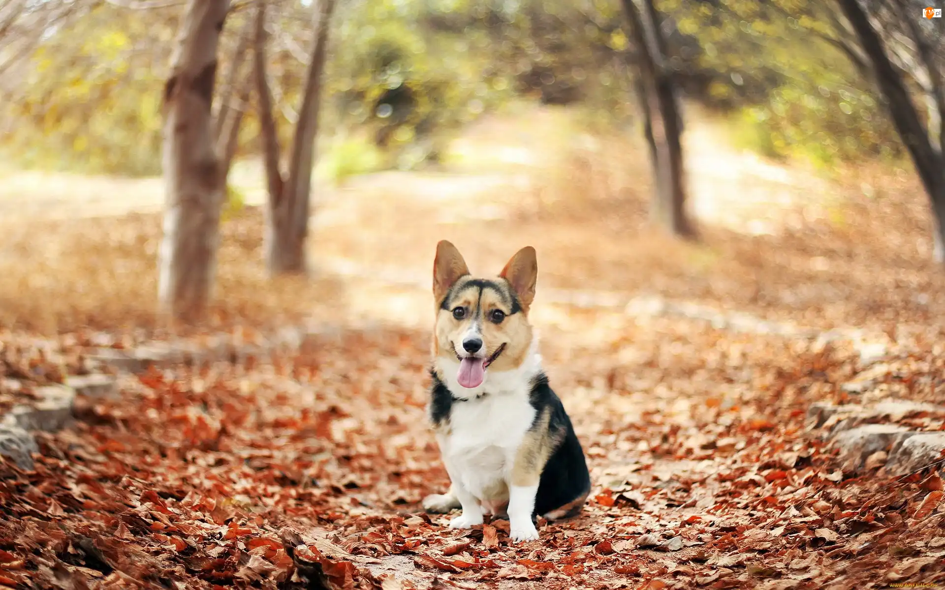 Liście, Pies, Corgi, Jesień