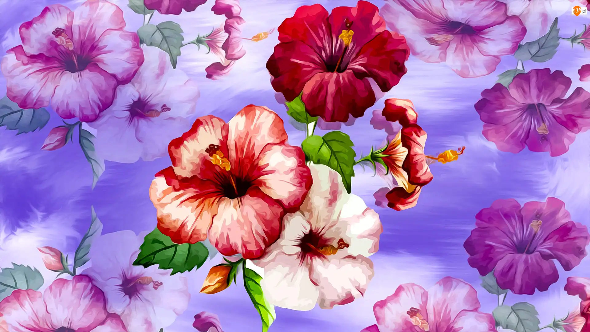 Grafika, Kwiaty, Hibiskusy
