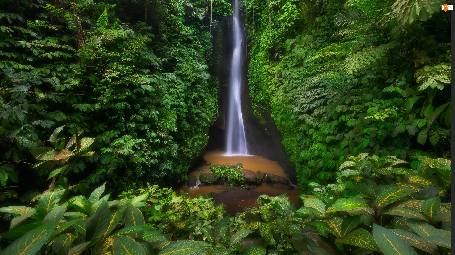 Rośliny, Wodospad, Drzewa, Bali, Leke Leke Waterfall, Liście, Indonezja, Las