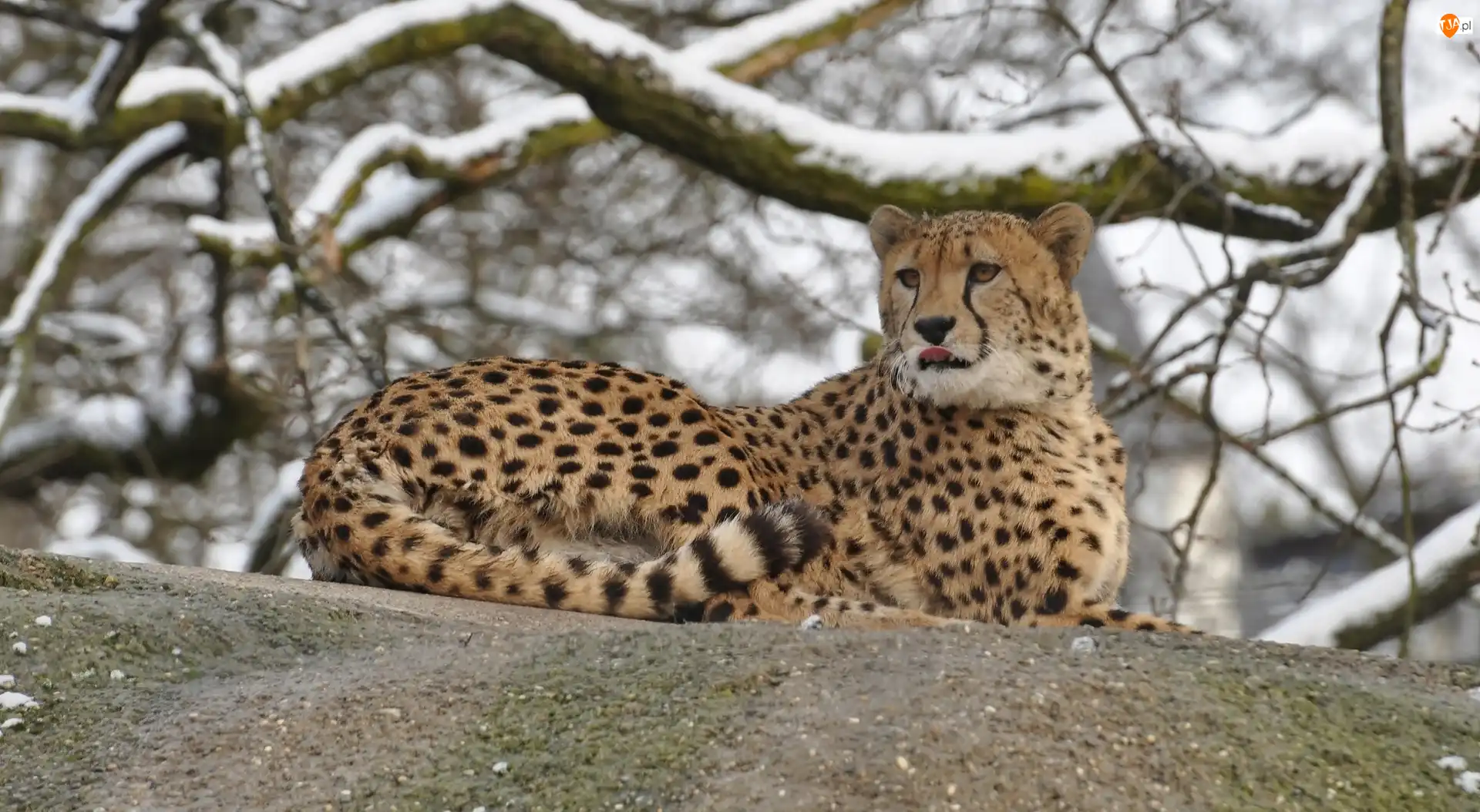 Zima, Leżący, Gepard, Gałęzie