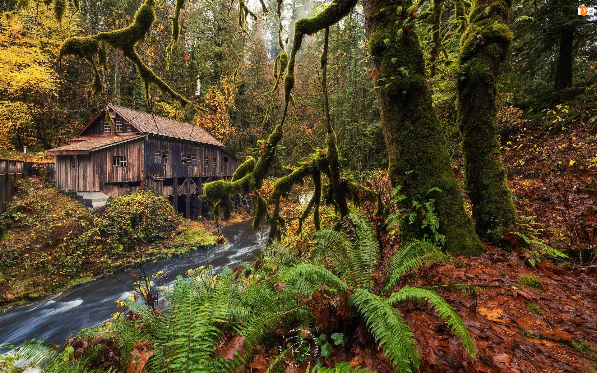 Stany Zjednoczone, Paprocie, Woodland, Drzewa, Młyn, Jesień, Rzeka, Cedar Creek Grist Mill, Omszałe, Stan Waszyngton