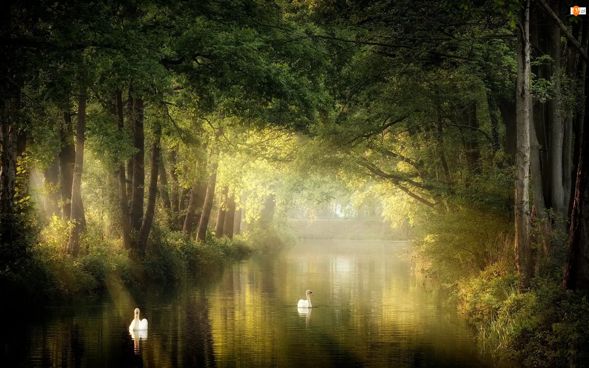 Rzeka, Promienie słoneczne, Drzewa, Park, Łabędzie