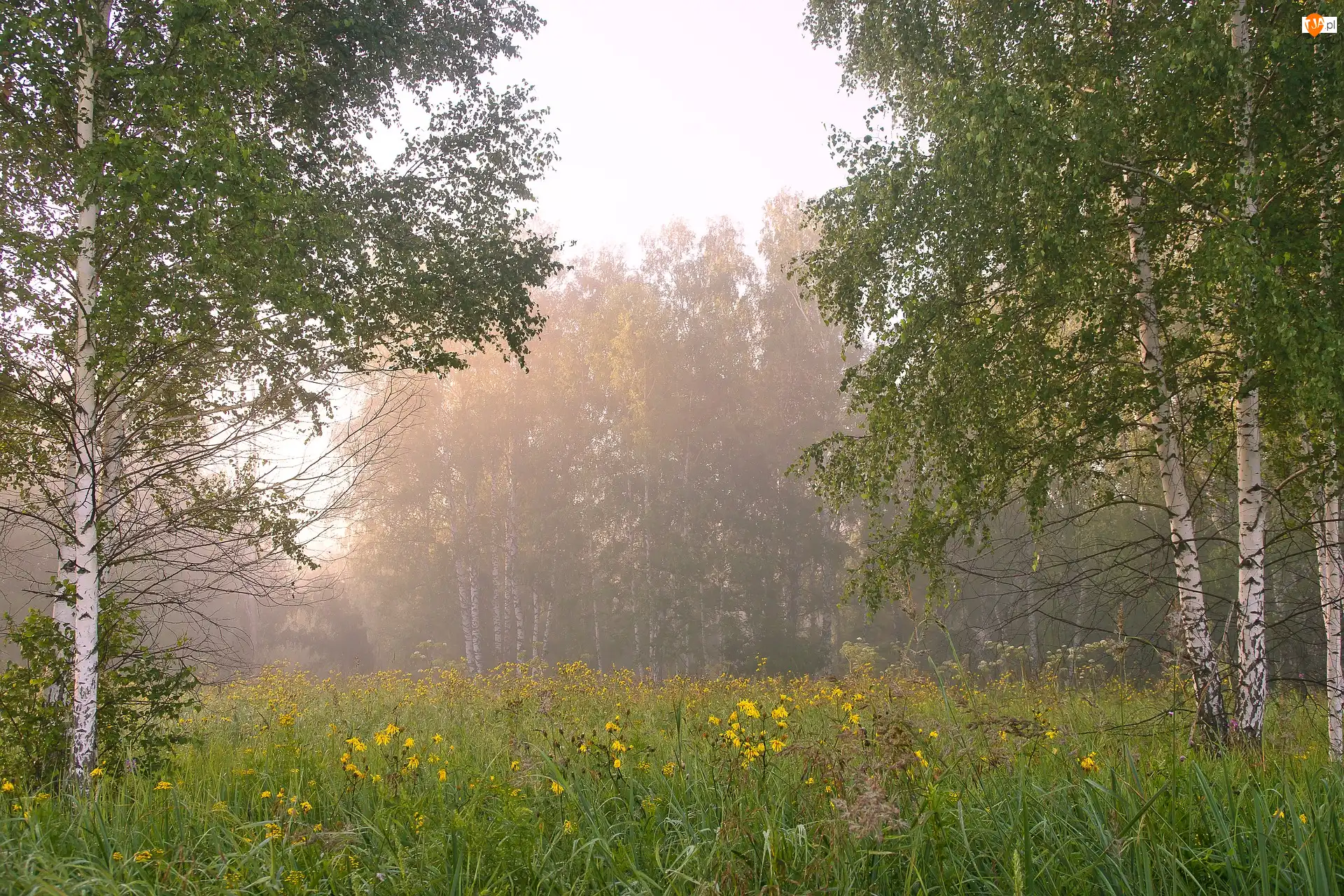 Brzozy, Łąka, Mgła, Las, Drzewa, Poranek