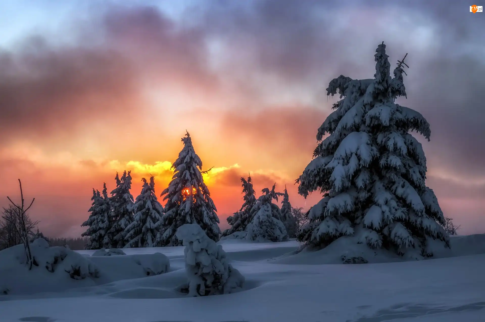 Sauerland, Niemcy, Zachód słońca, Świerki, Zima, Śnieg