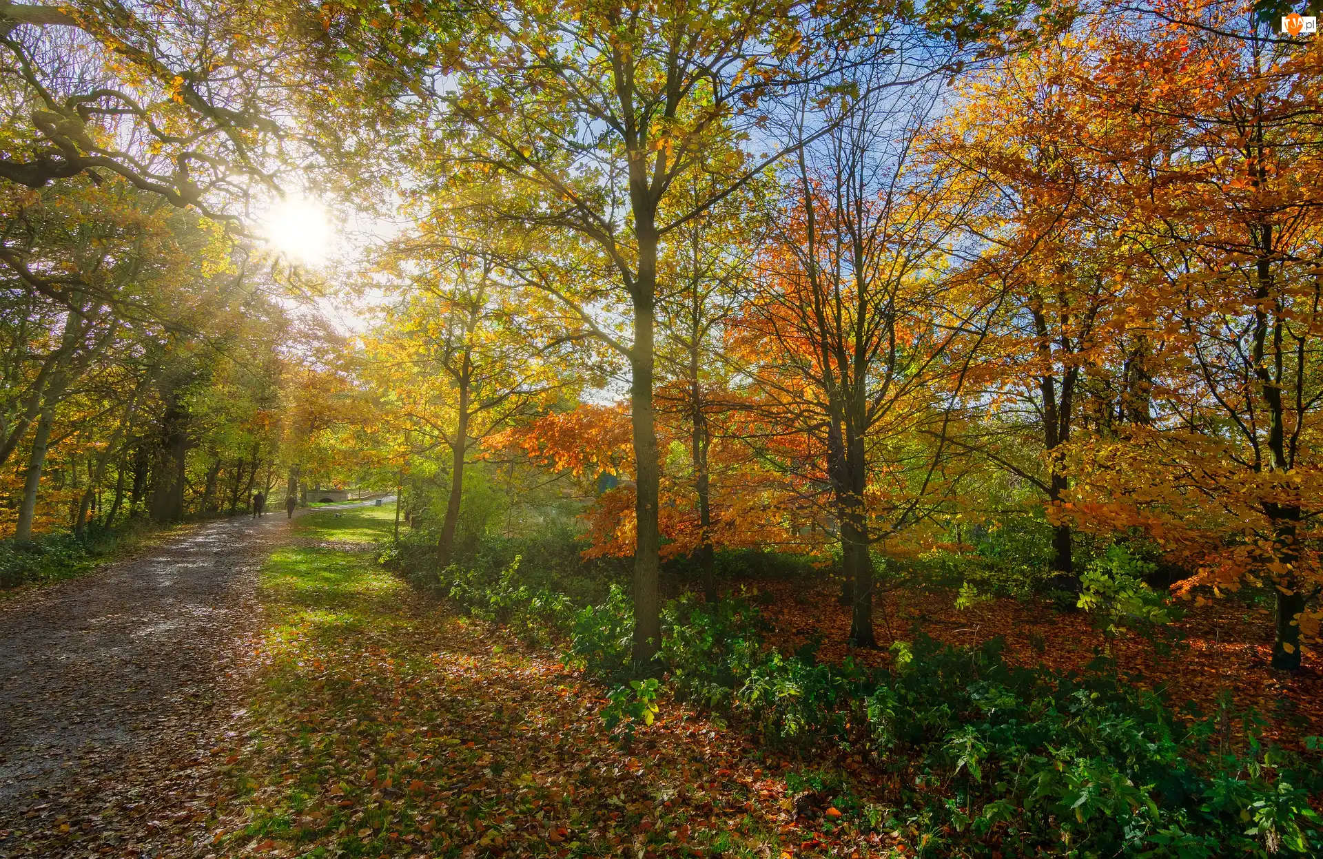 Jesień, Park, Kolorowe, Słońce, Alejka, Drzewa