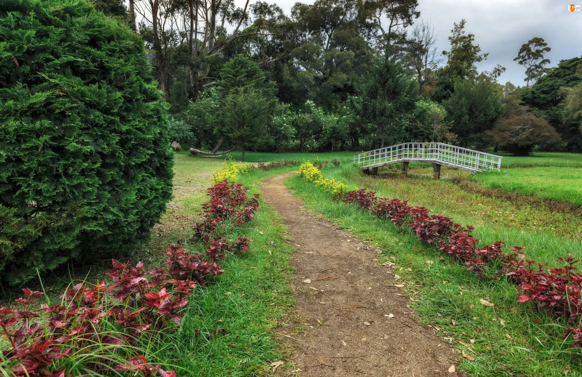 Nuwara Eliya, Sri Lanka, Drzewa, Mostek, Victoria Park, Kwiaty