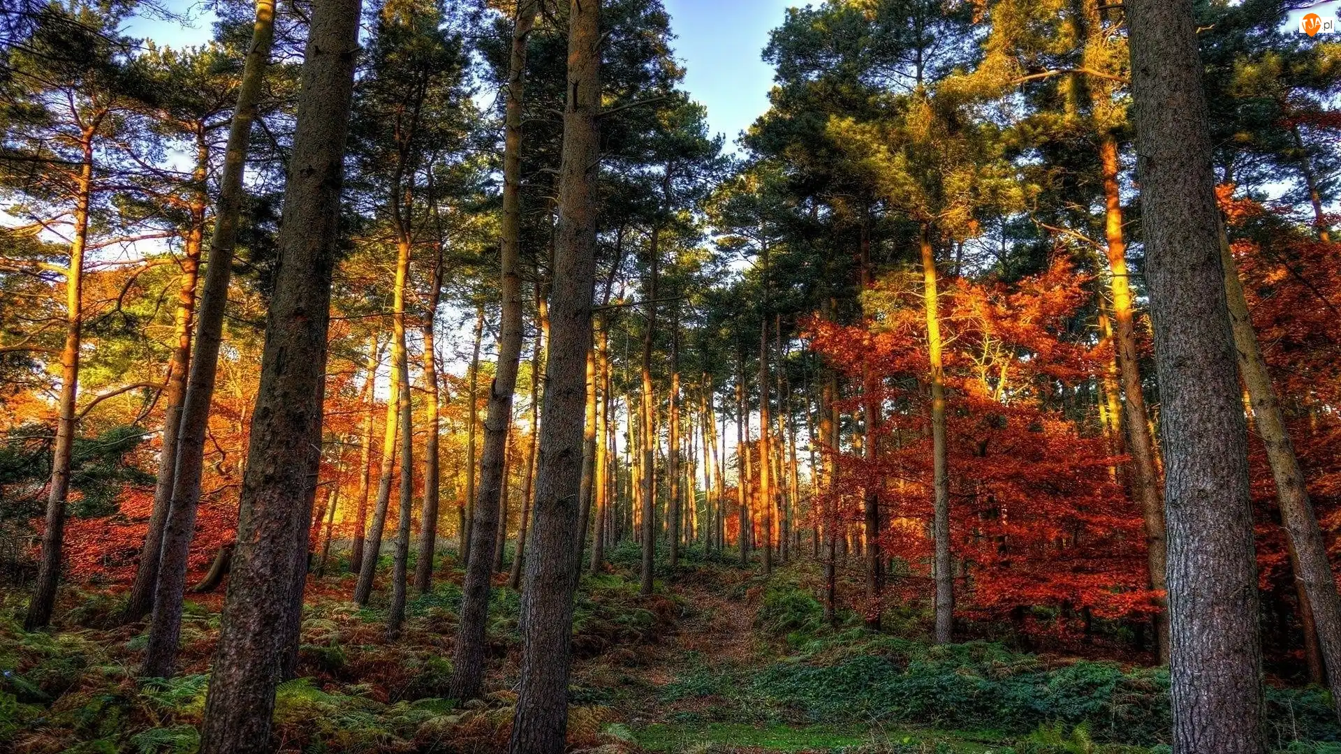 Las, Jesień