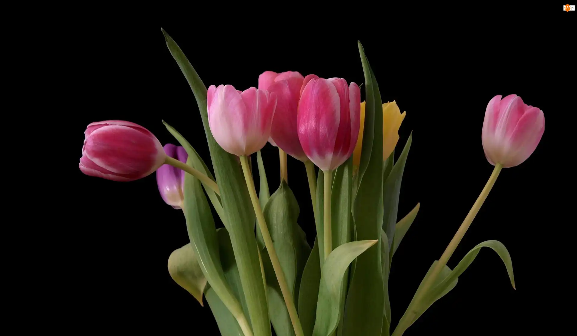 Kolorowe, Tulipany, Kwiaty