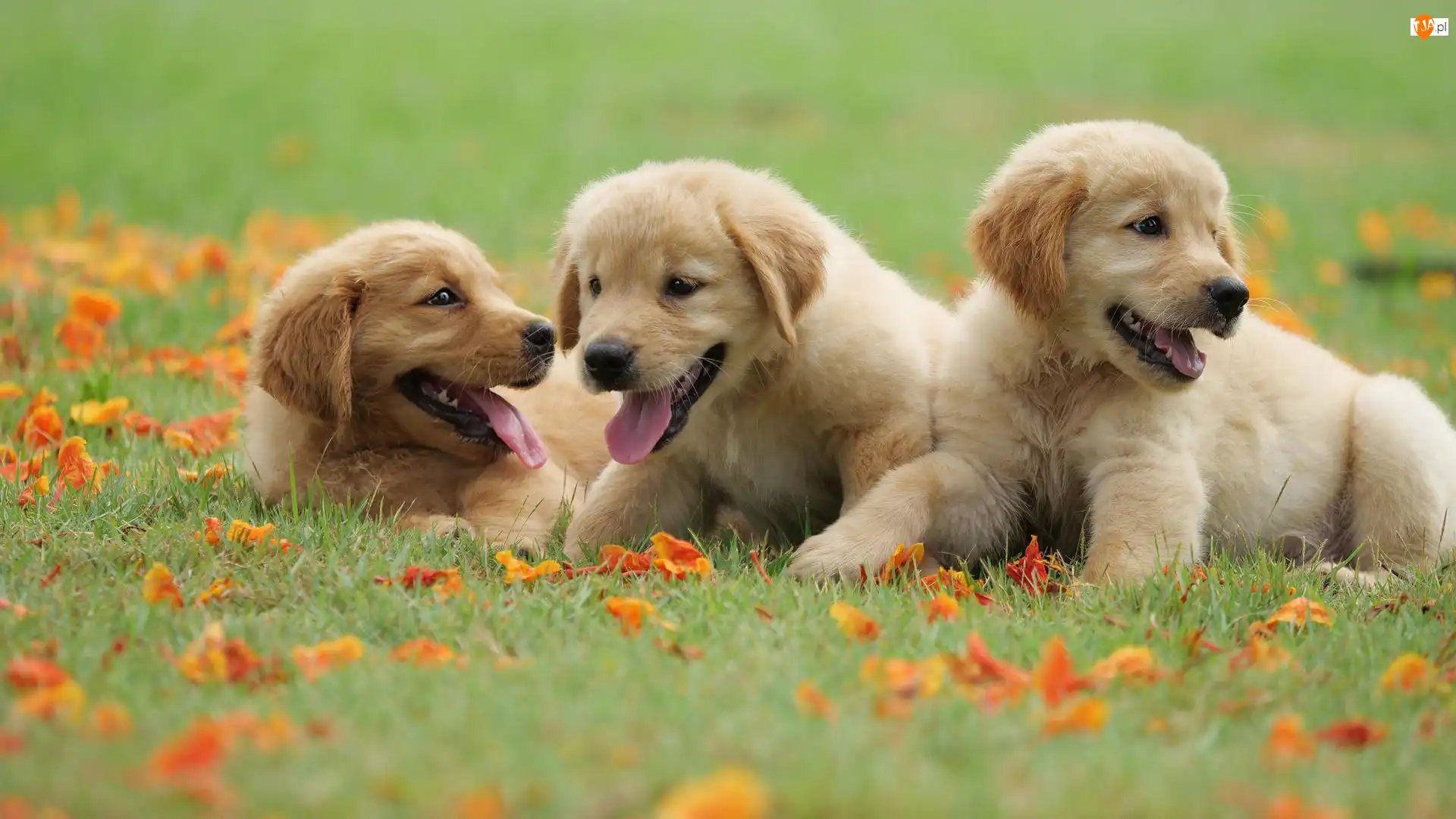 Golden retriever, Liście, Szczeniaki, Trzy, Trawa