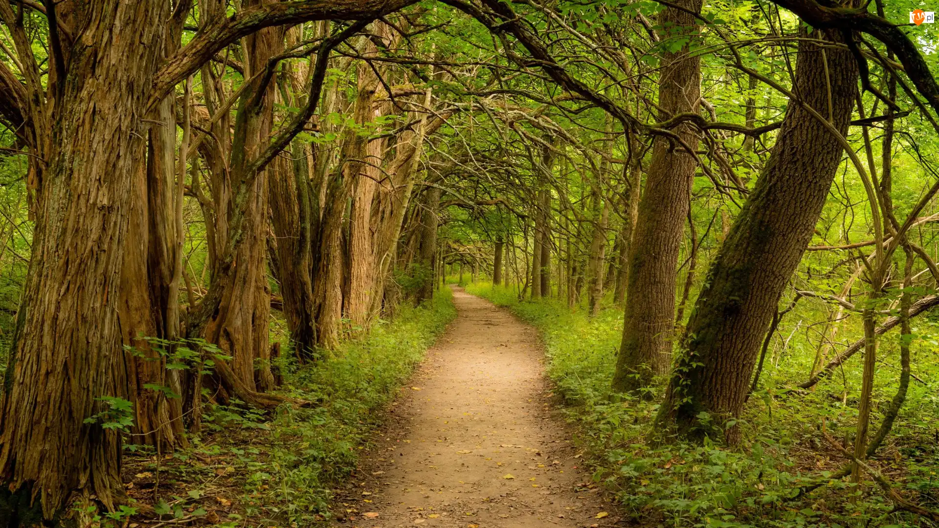 Stany Zjednoczone, Droga, Ohio, Sugarcreek MetroPark, Bellbrook, Zielone, Drzewa, Las, Liściaste