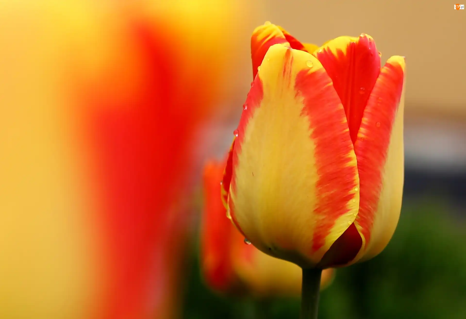Tulipan, Żółto, Pomarańczowy