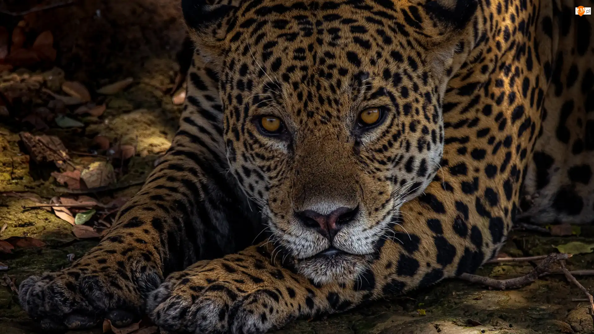 Łapy, Jaguar, Głowa