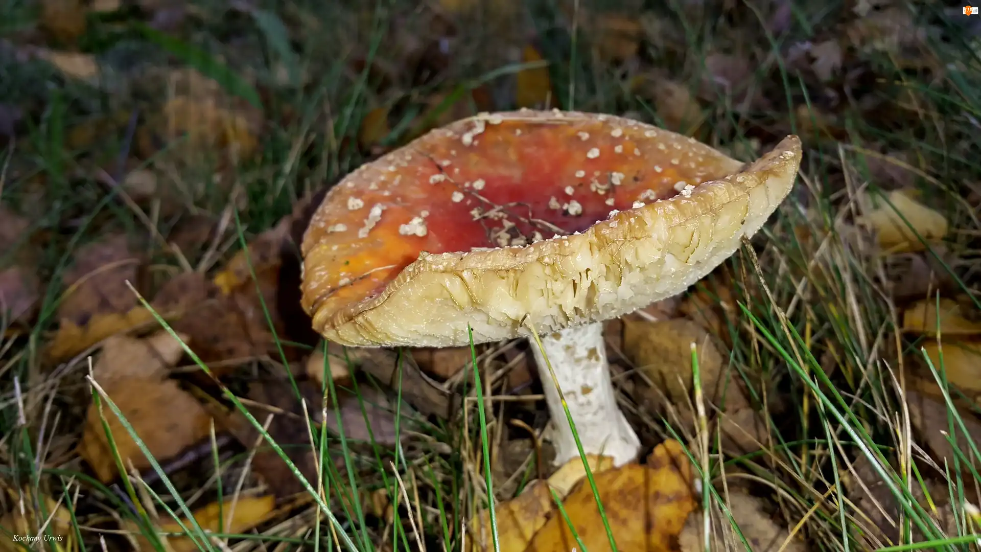 Liście, Muchomor, Trawa