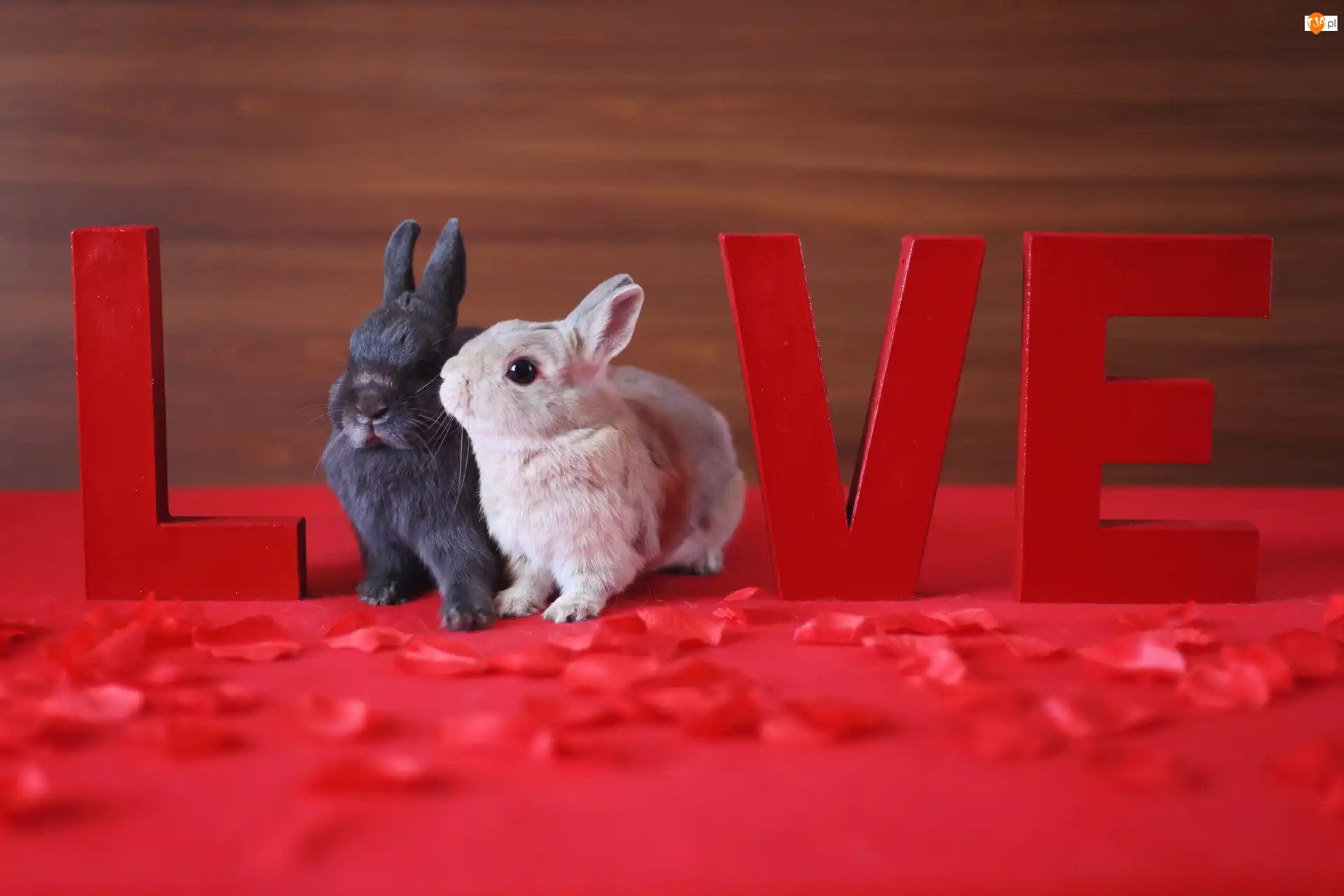 Love, Małe, Króliczki, Napis