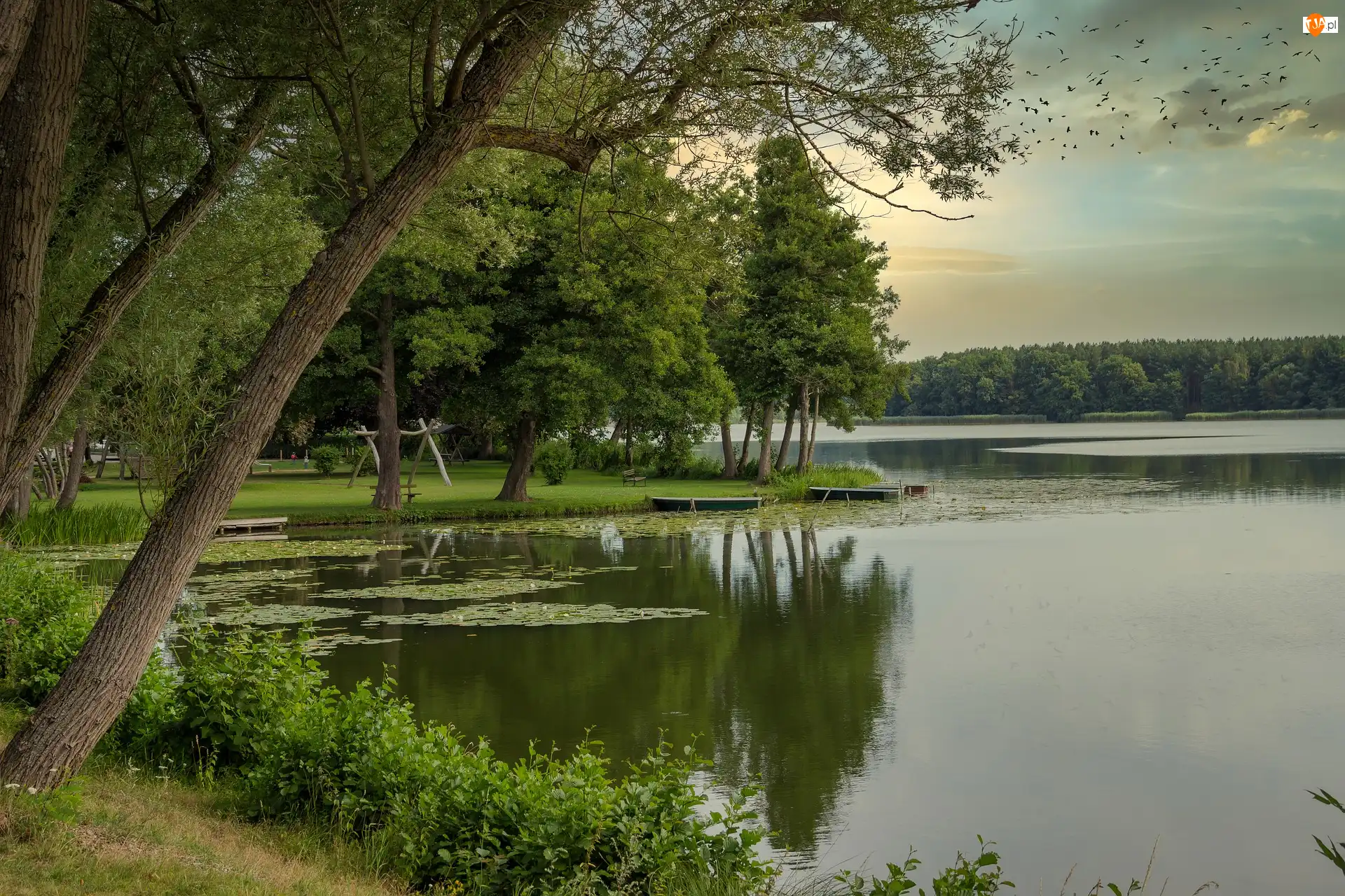Uckermark, Jezioro Lychensee, Łódki, Brandenburgia, Park, Ptaki, Niemcy, Drzewa