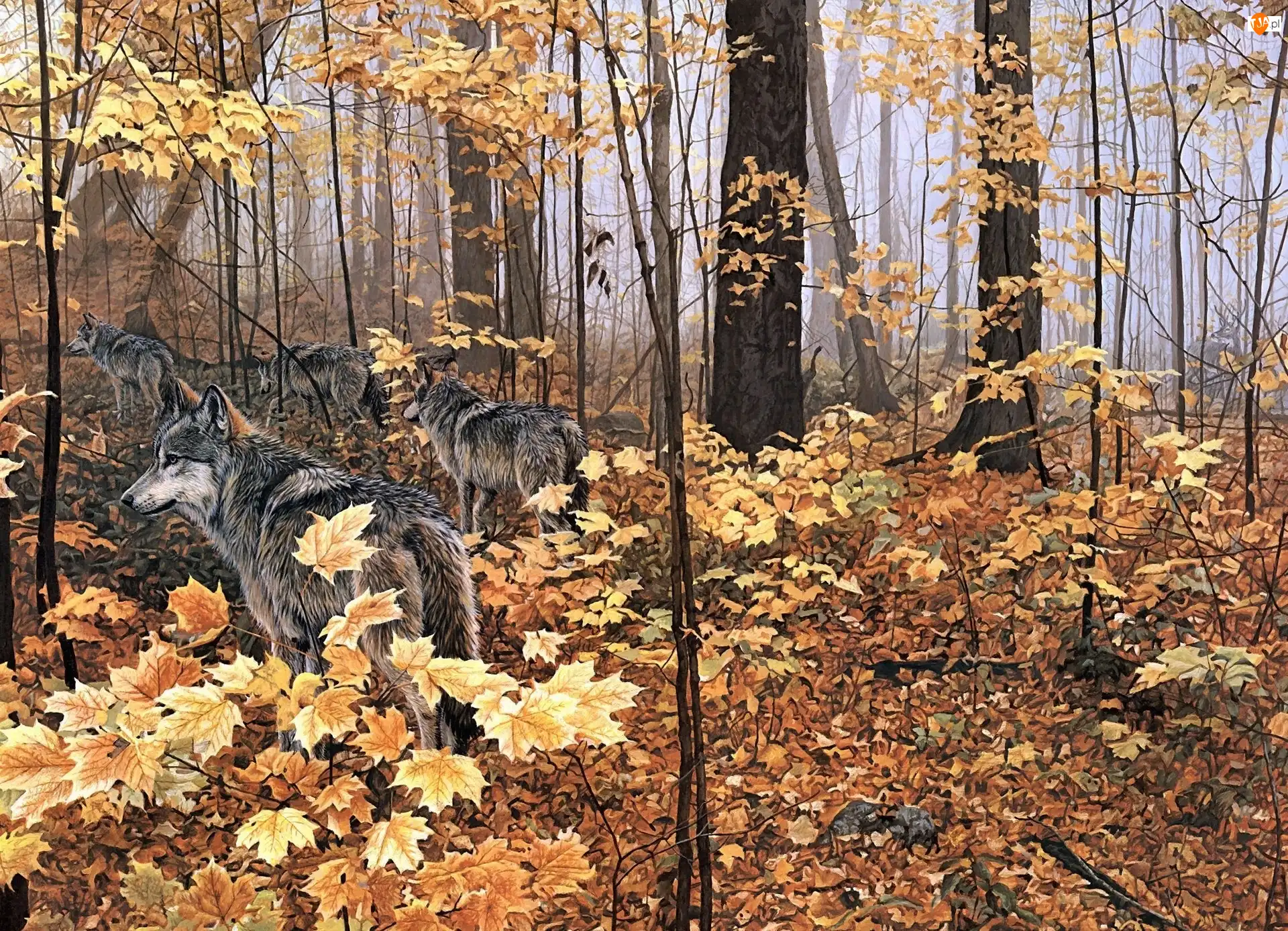 Liście, Wilki, Las, Żółte