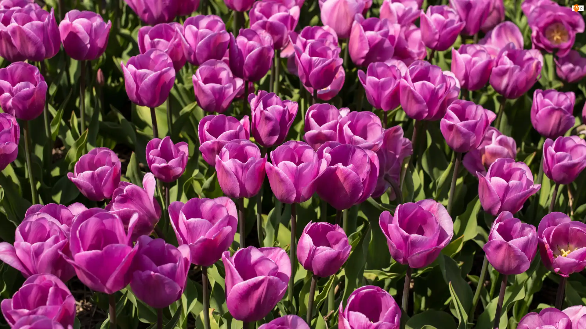 Tulipany, Rozwinięte, Różowe