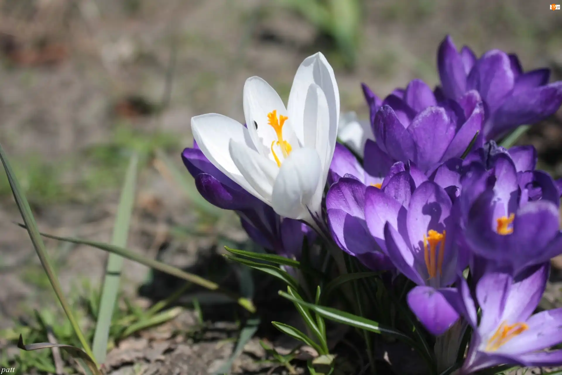 Krokus, Biały, Fioletowy