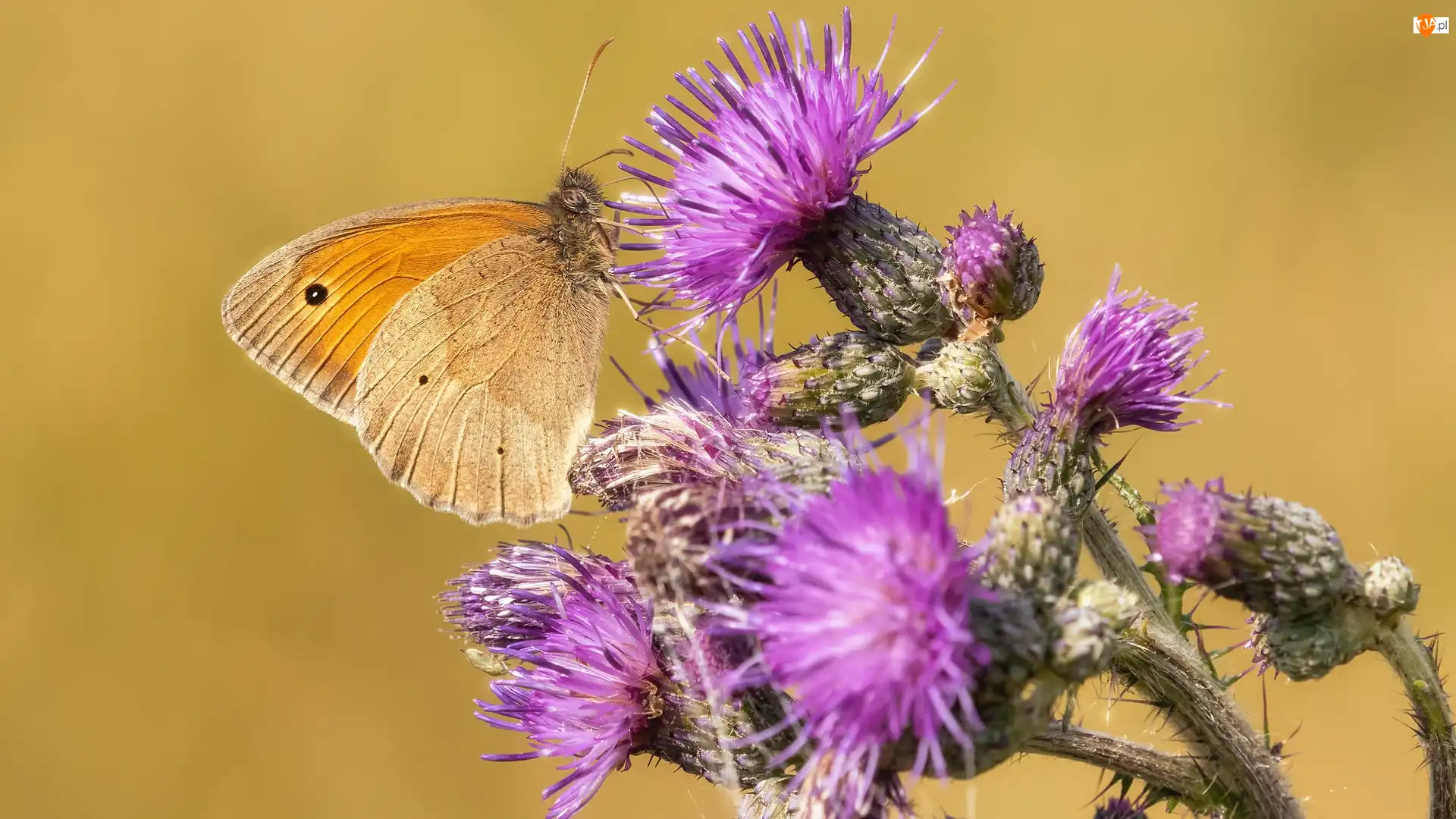 Oset, Motyl, Przestrojnik jurtina, Roślina