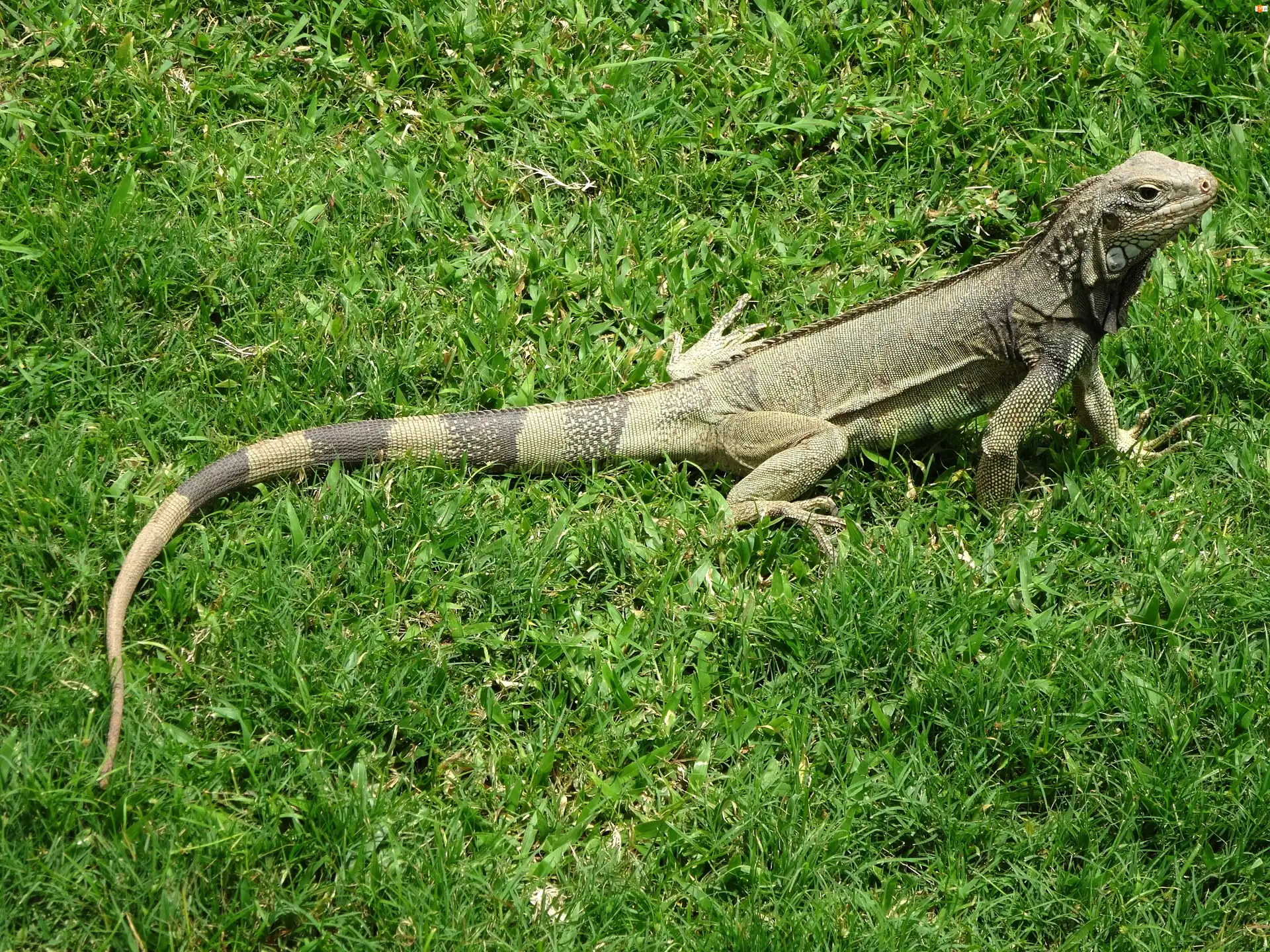 Trawa, Jaszczurka, Iguana