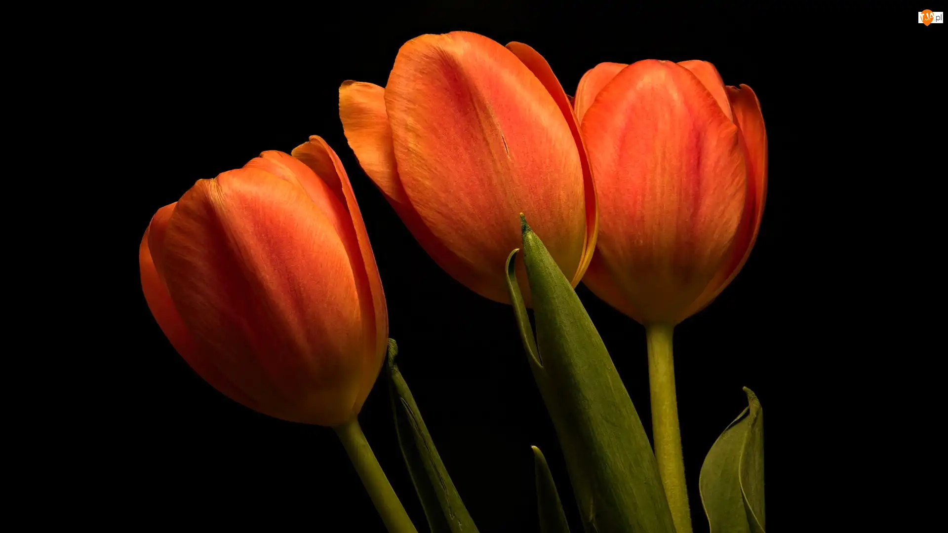 Tulipany, Tło, Pomarańczowe, Trzy, Ciemne