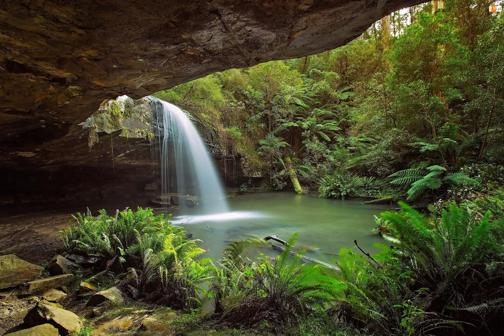 Wodospad Kalimna, Skała, Park Narodowy Great Otway, Australia, Paprocie