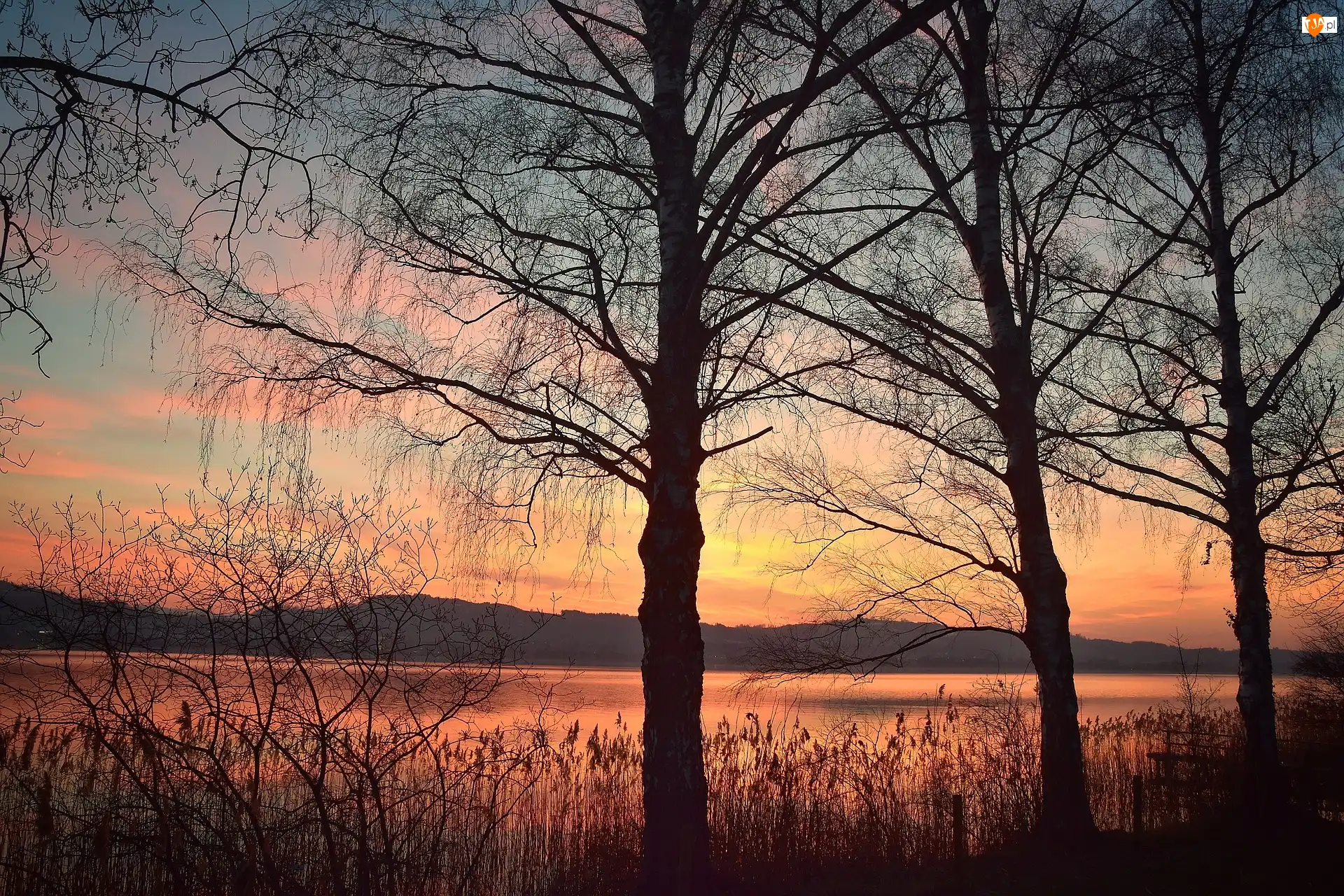 Drzewa, Szwajcaria, Jezioro Sempachersee, Jesień, Zachód słońca