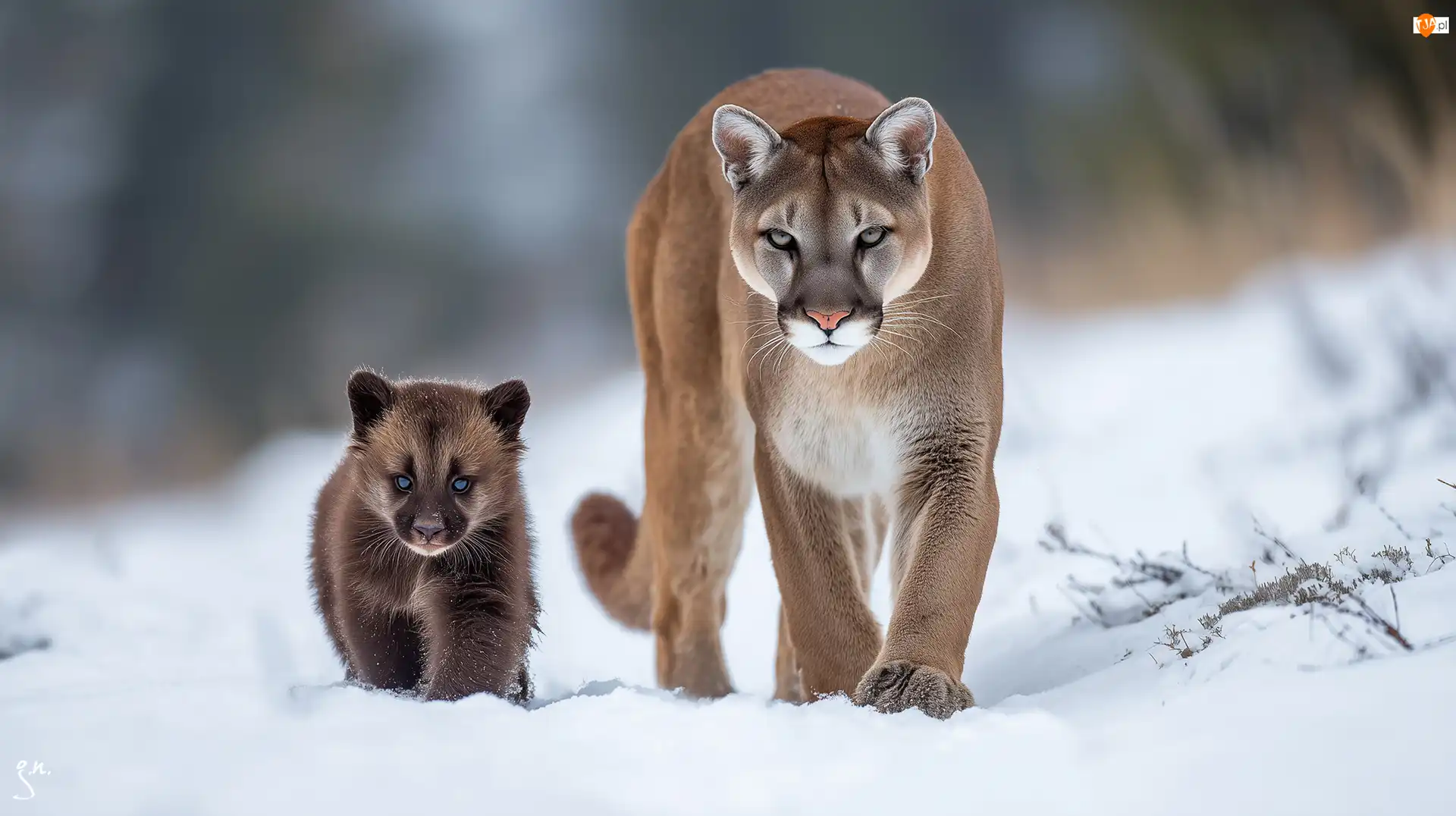 Zima, Grafika AI, Niedźwiadek, Puma, Śnieg