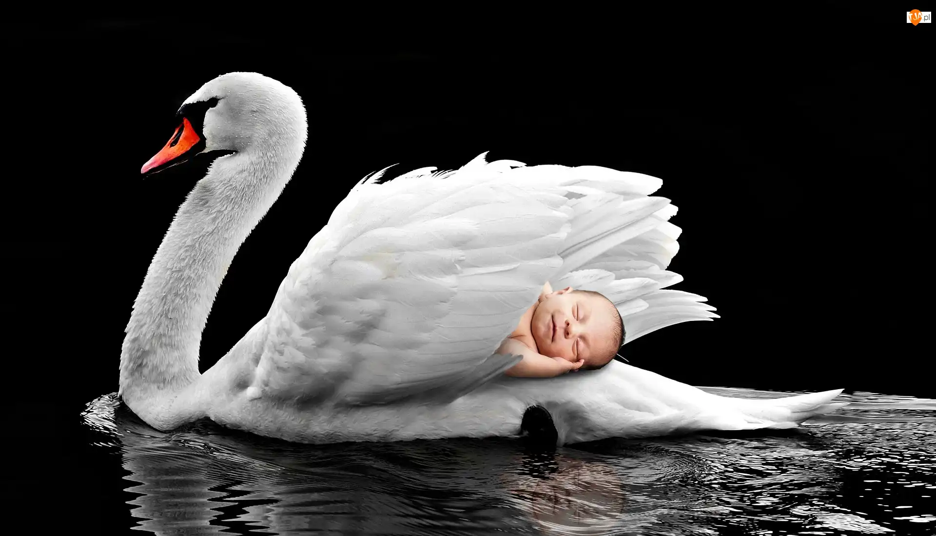 Biały, Ptak, Pióra, Niemowlę, Łabędź, Dziecko