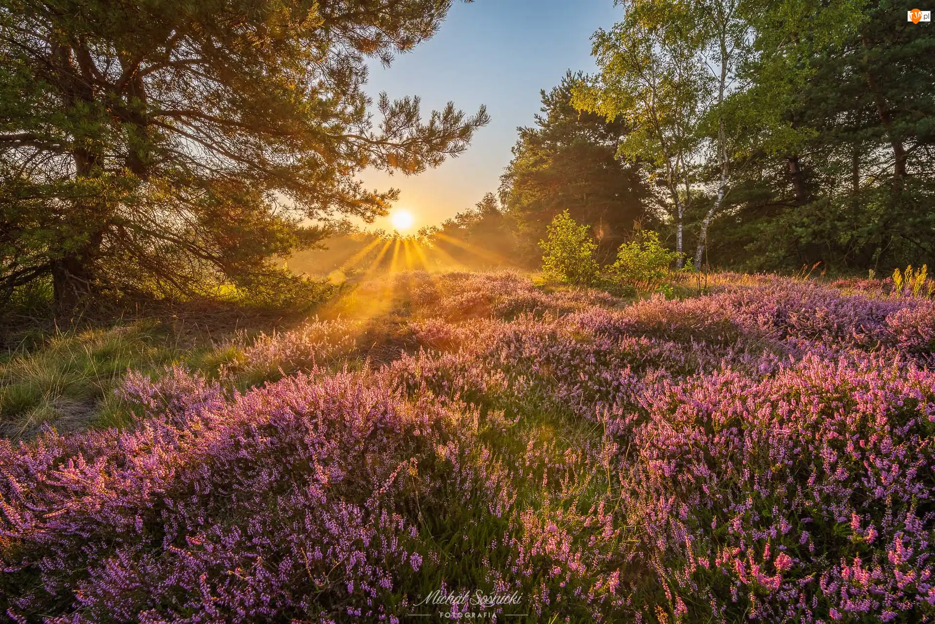 Polana, Wrzosowisko, Drzewa, Promienie słońca, Wrzosy