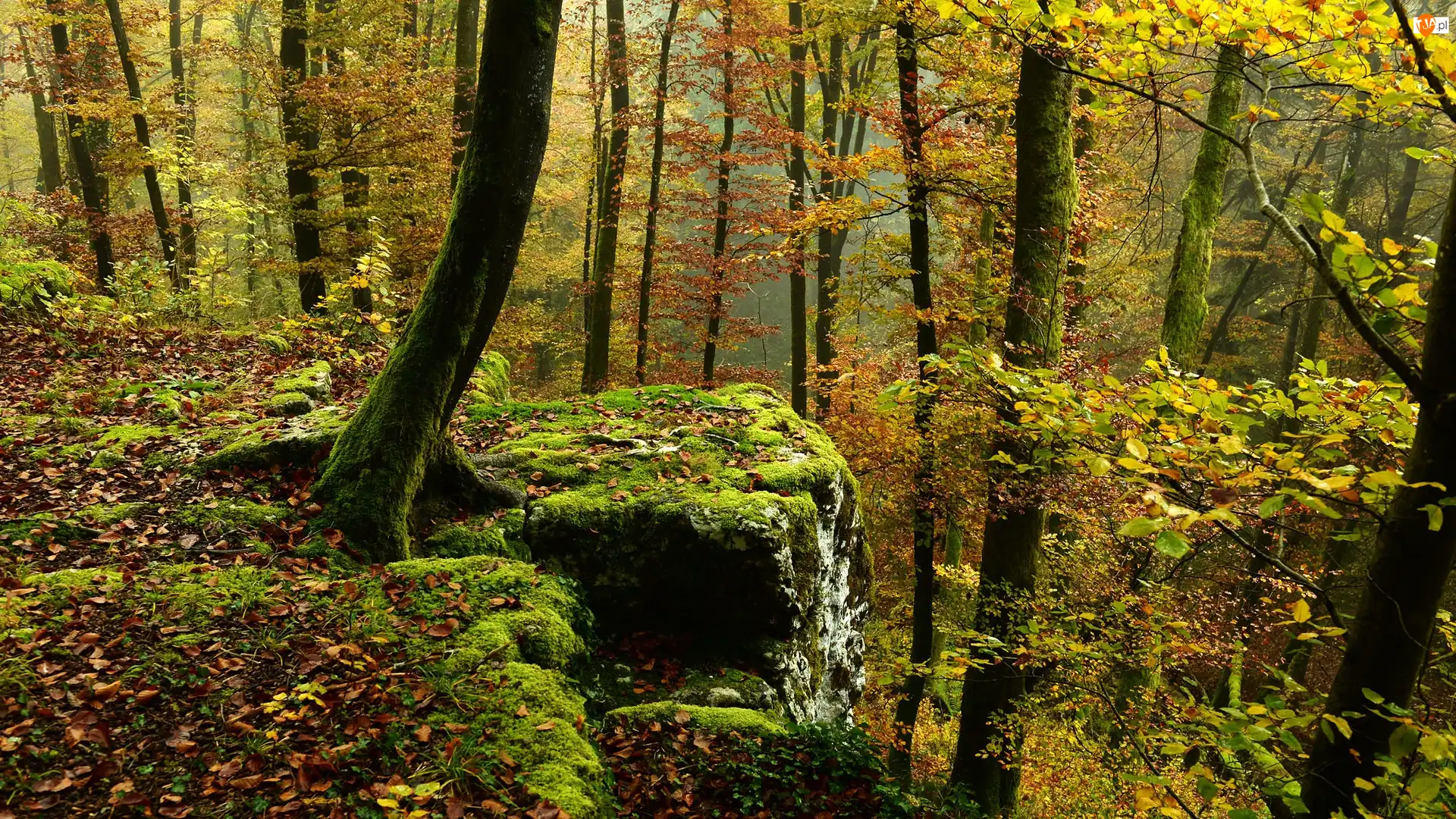 Skała, Drzewa, Las, Omszała