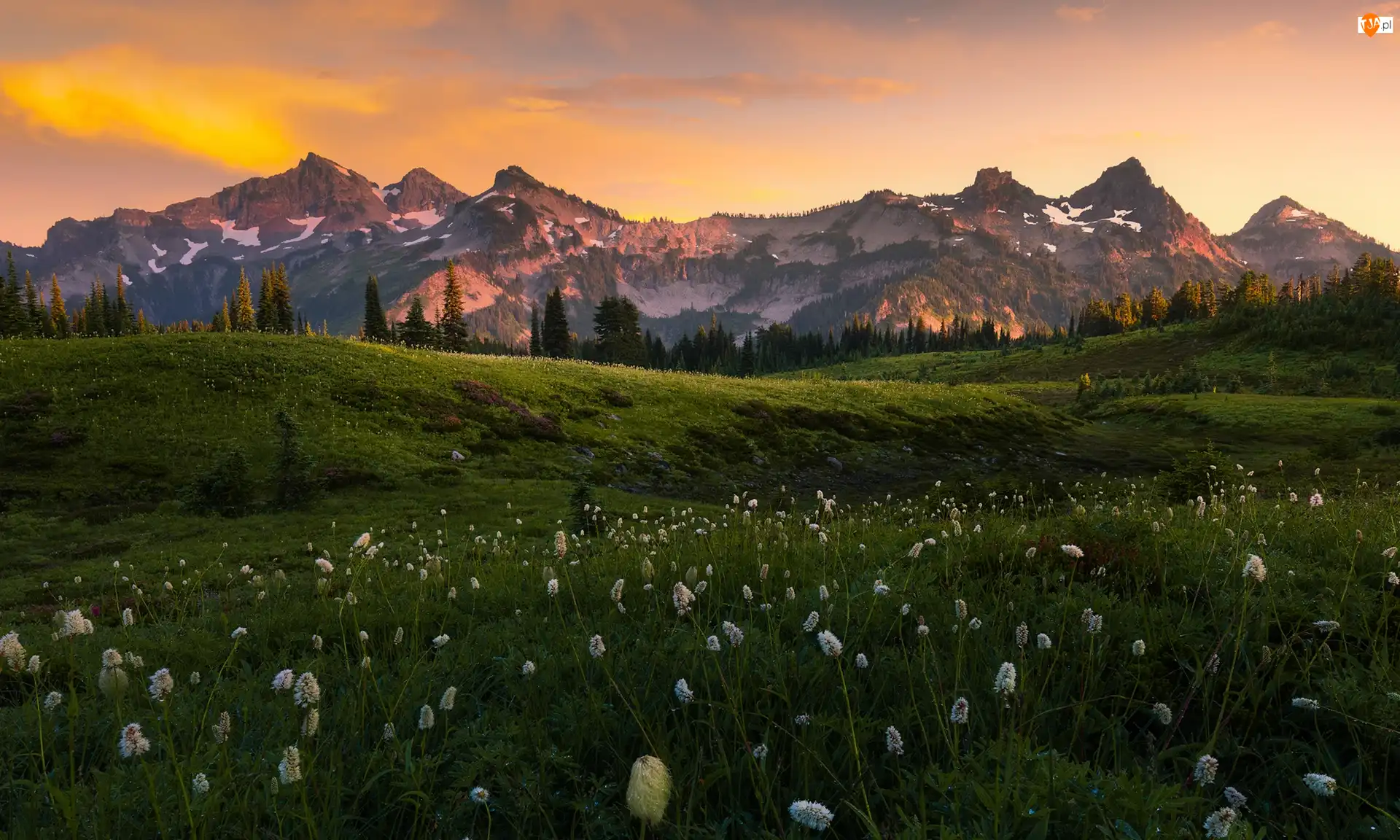 Stany Zjednoczone, Pasmo Tatoosh, Stan Waszyngton, Roślinność, Chmury, Park Narodowy Mount Rainier, Drzewa, Góry Kaskadowe, Łąka