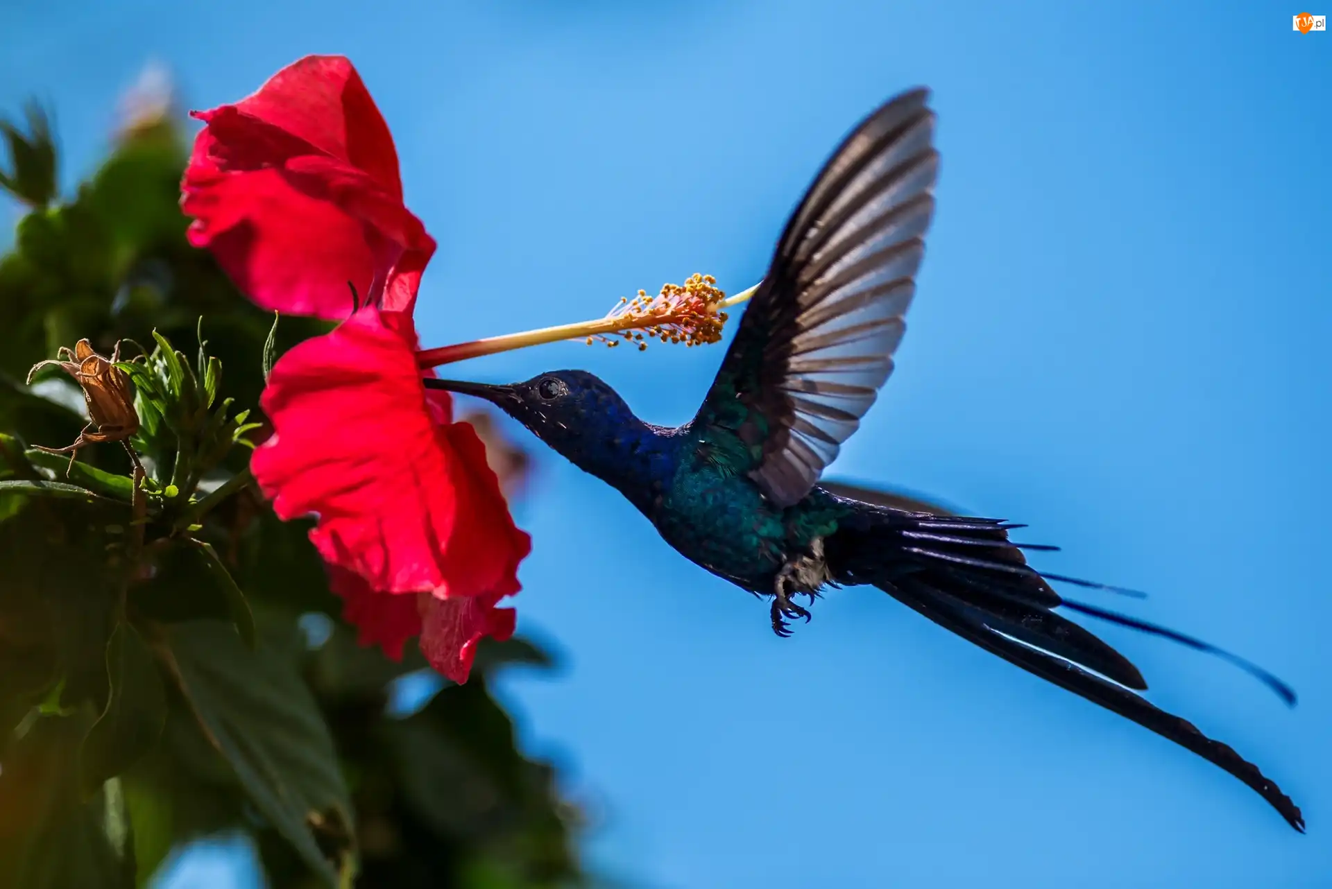 Ptak, Hibiskus, Kwiat, Koliber