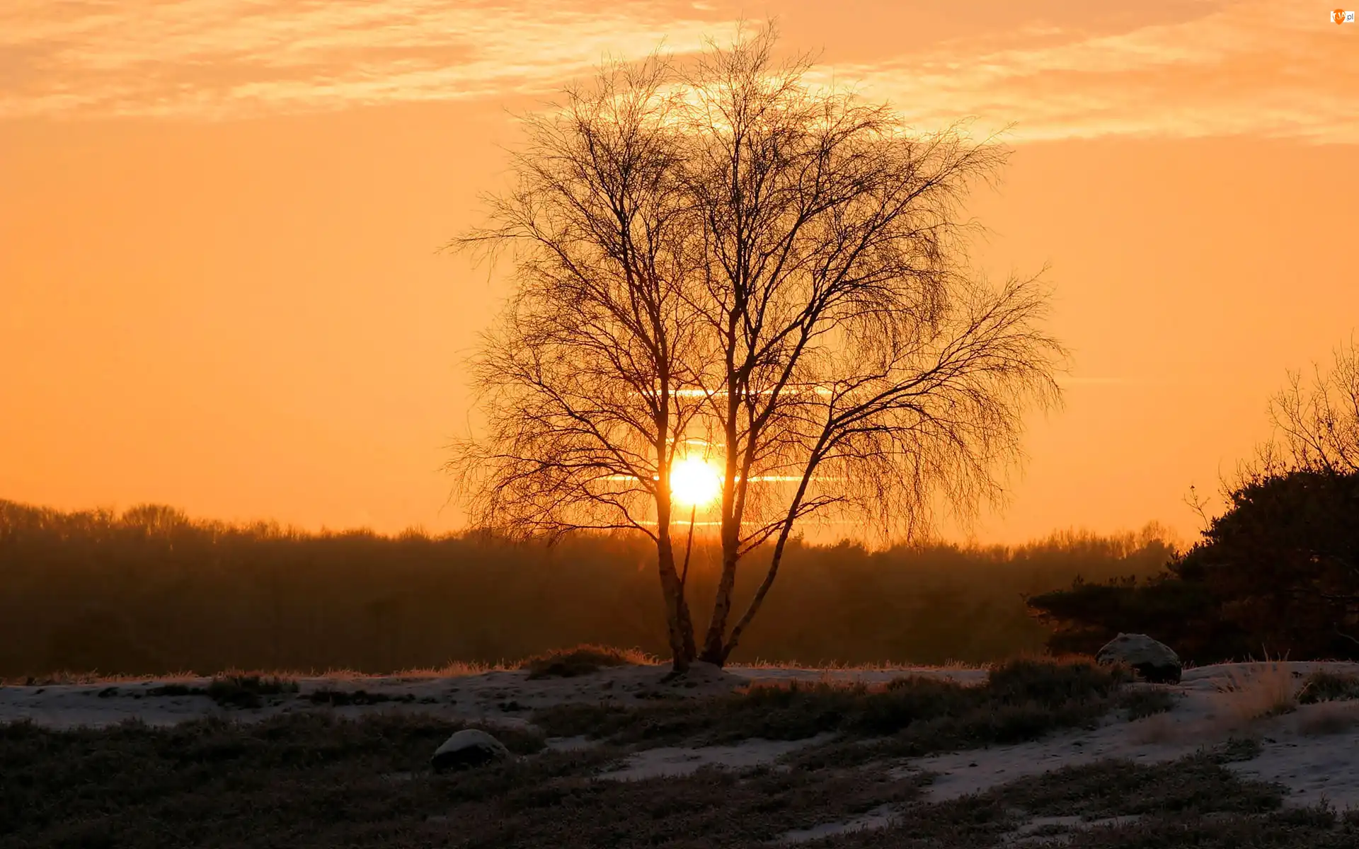 Śnieg, Drzewo, Zachód, Słońca