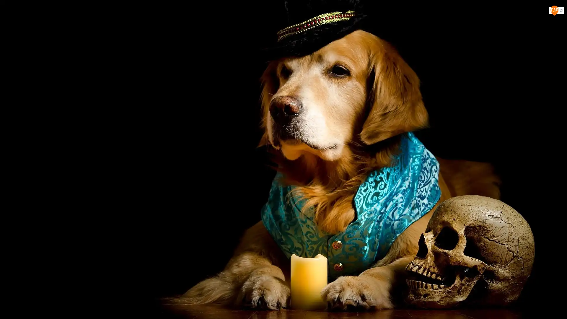 Ubranko, Czaszka, Czapka, Golden retriever, Świeca