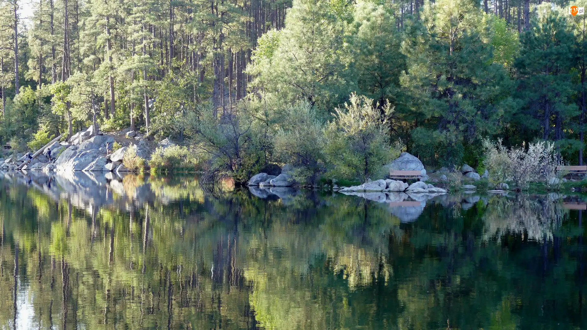 Las, Odbicie, Drzewa, Jezioro, Kamienie